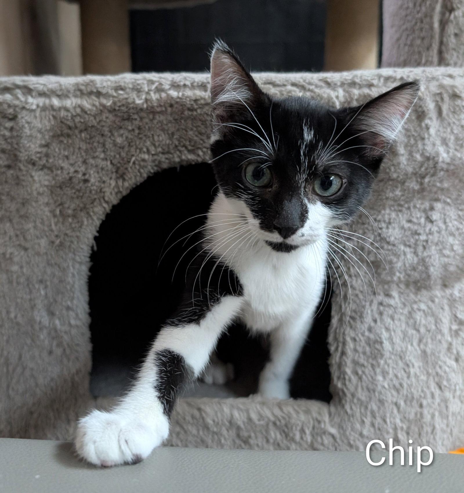 Enlarge Chip 6.1.26 (med waiver), a Adoptable Domestic Short Hair in Apopka, FL image 2/3
