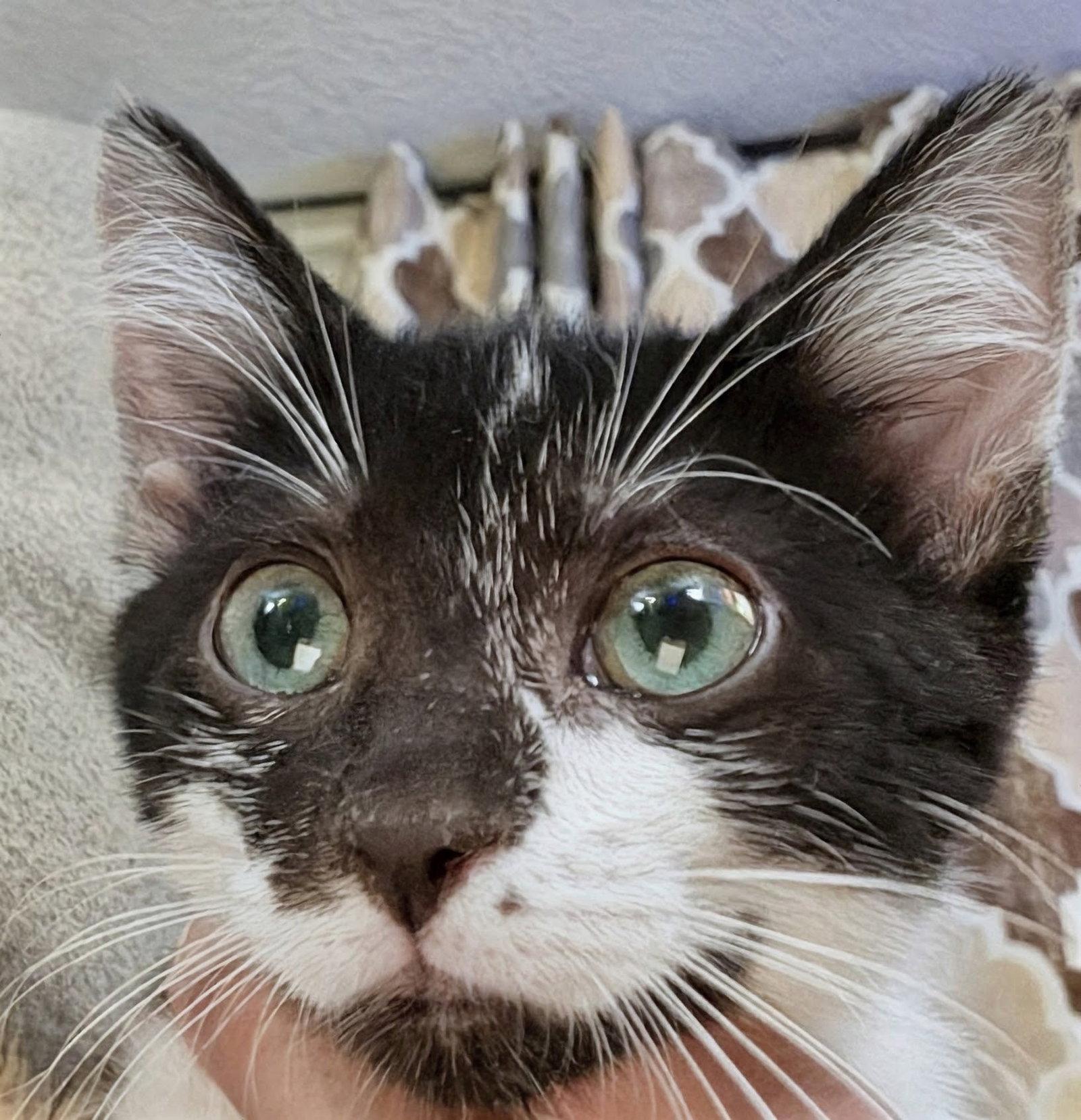 Enlarge Chip 6.1.26 (med waiver), a Adoptable Domestic Short Hair in Apopka, FL image 3/3