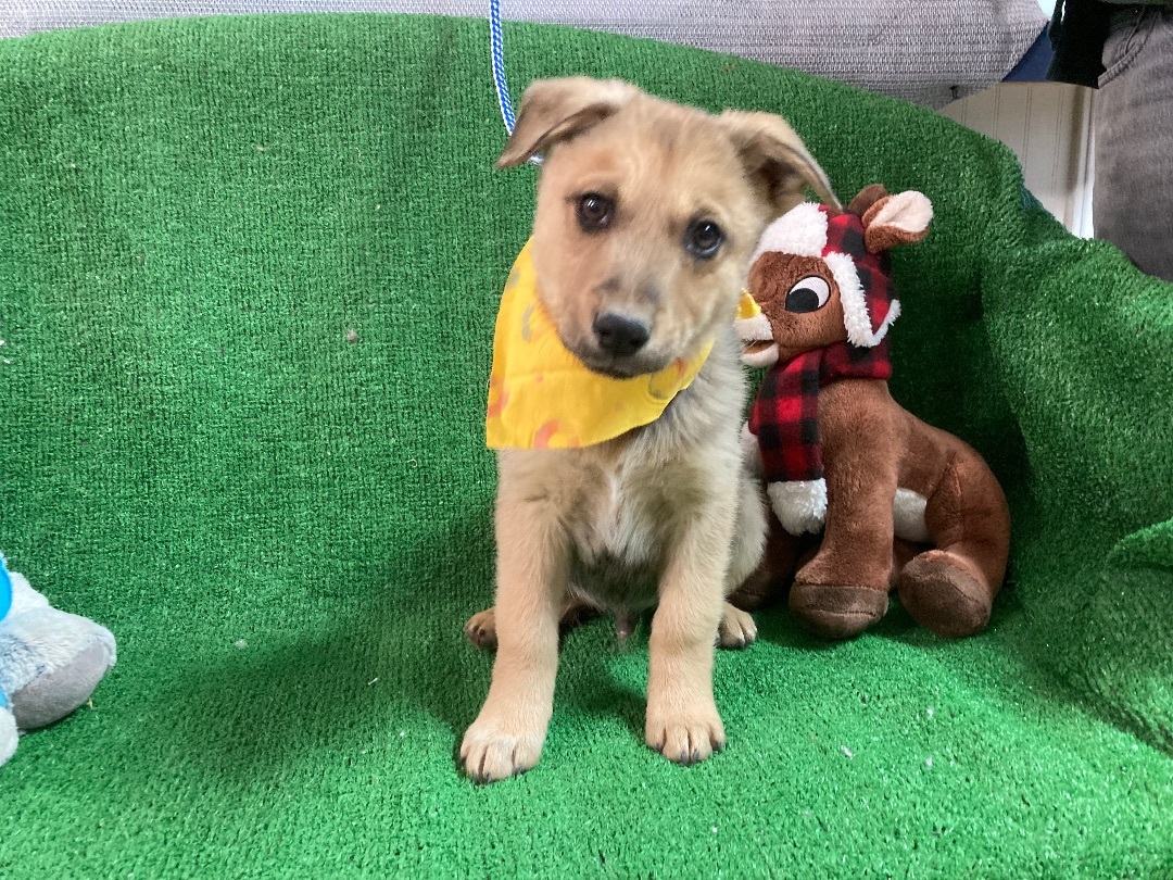 Loki, a Adoptable mixed breed in El Paso, TX image 3/4