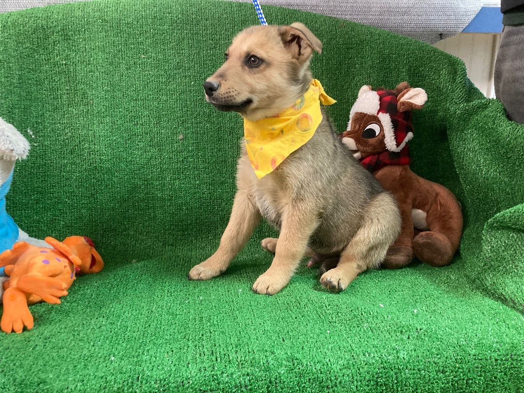 Loki, a Adoptable mixed breed in El Paso, TX image 4/4