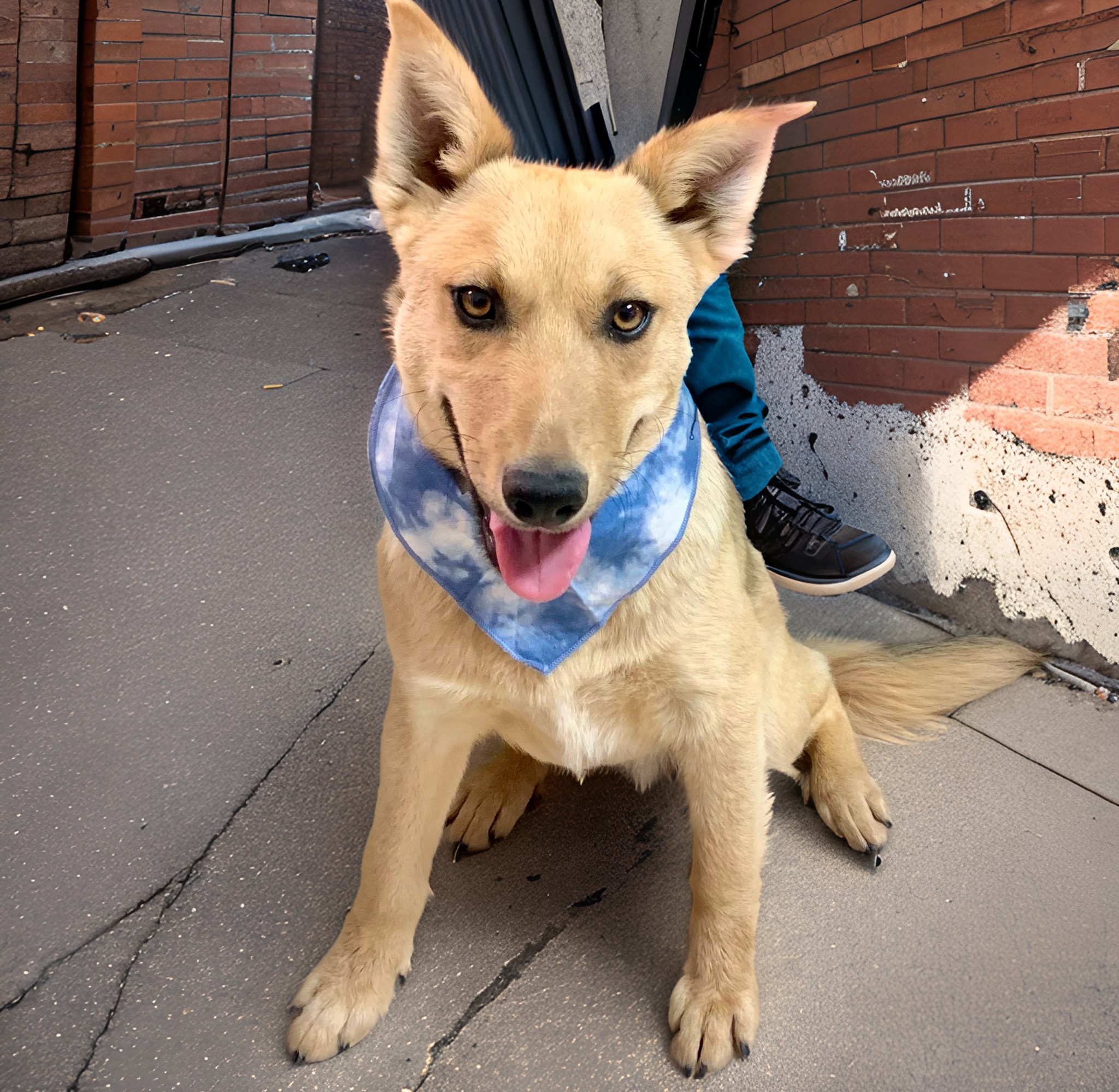 Loki, a Adoptable mixed breed in El Paso, TX image 1/4