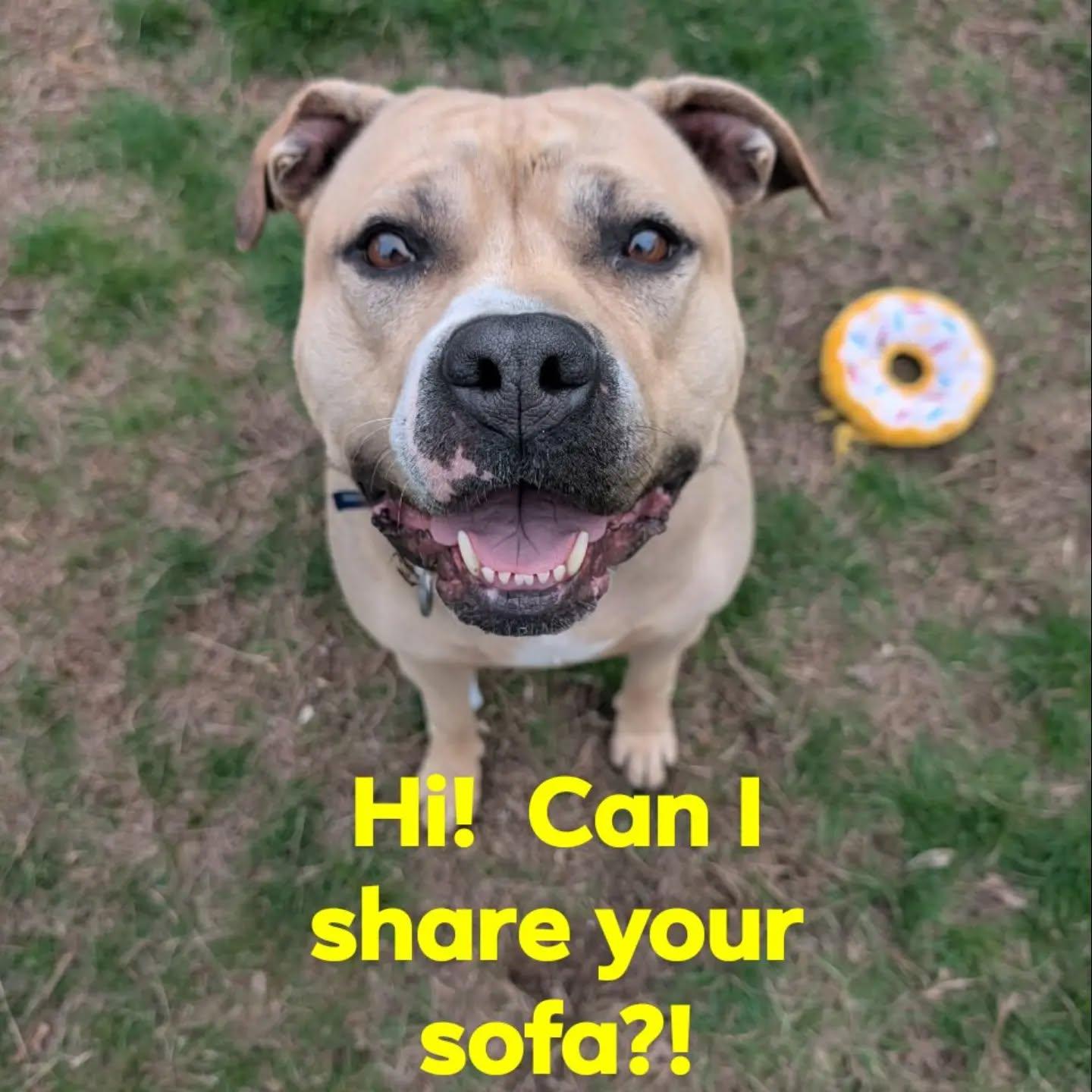 Enlarge Alaska, a ADOPTABLE Pit Bull Terrier in North Kingstown, RI image 1/1