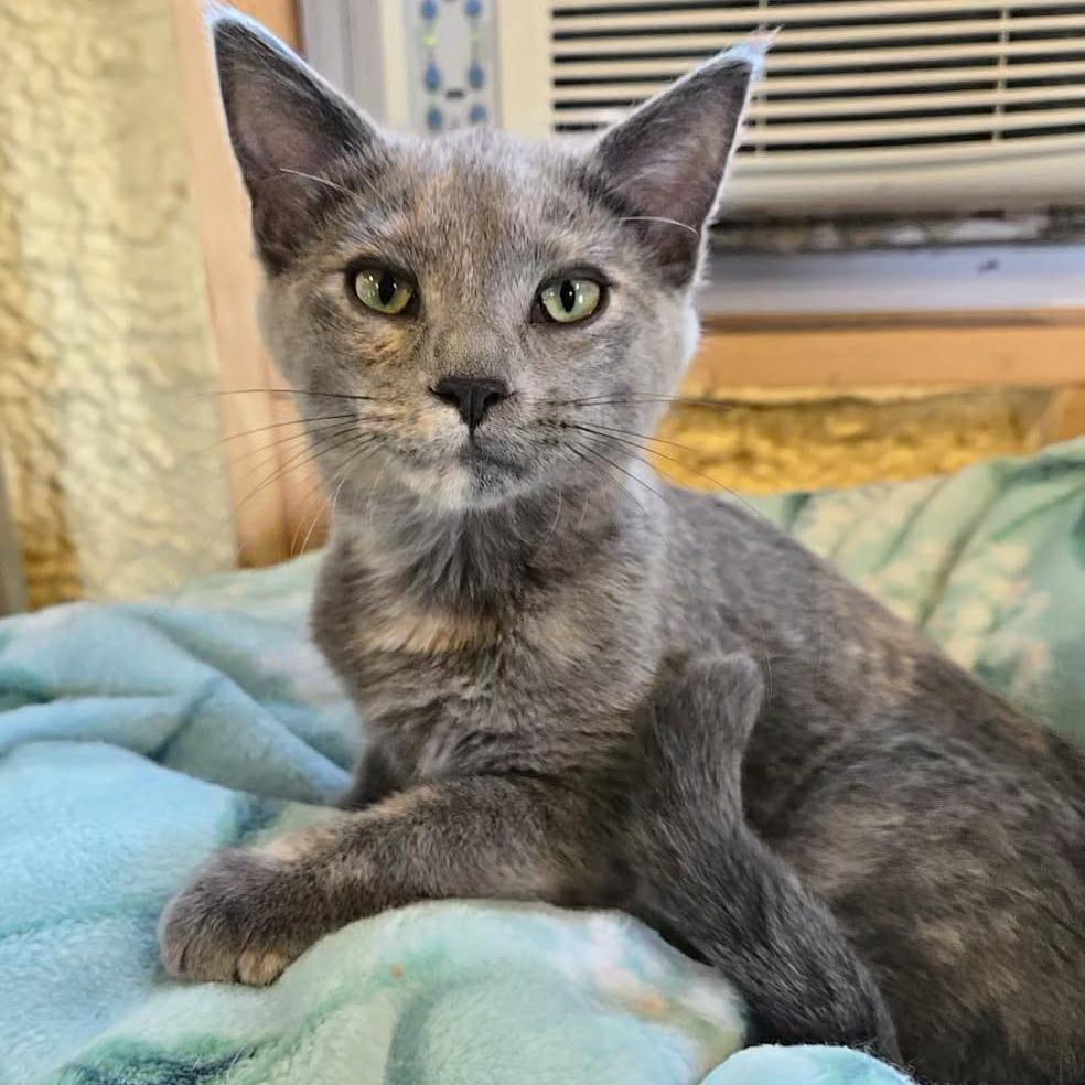 Rosie, Adoptable, Kitten Female Domestic Short Hair.
