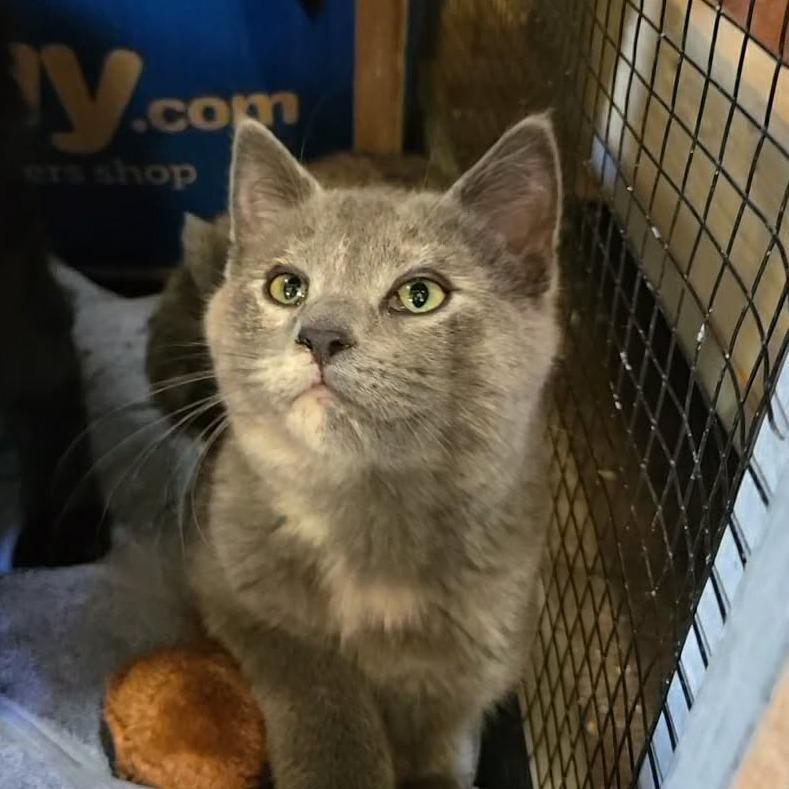 Rosie, Adoptable, Kitten Female Domestic Short Hair.