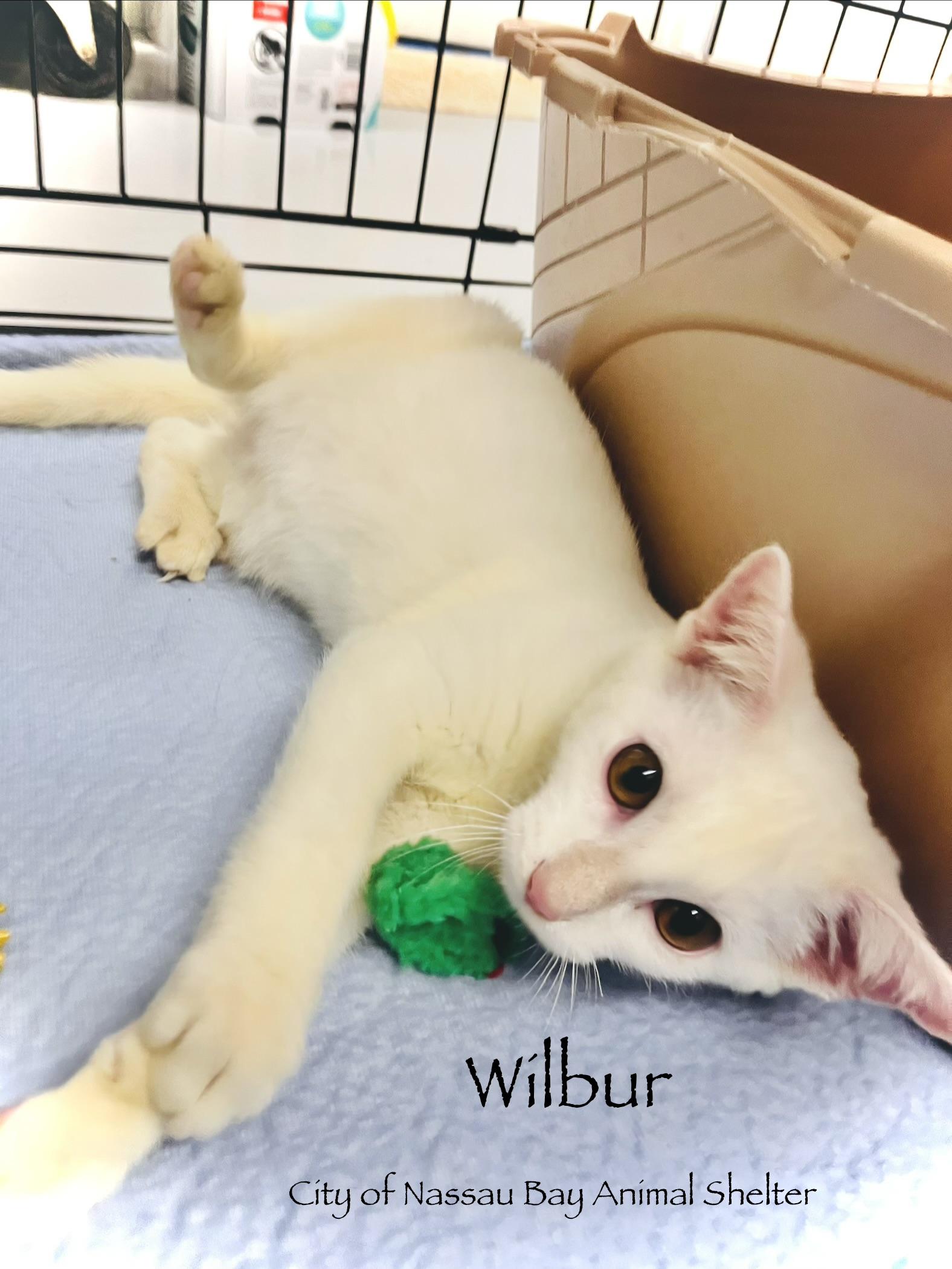 F34-26 Wilbur, ADOPTABLE, Young Male Domestic Short Hair.