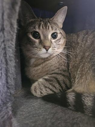 Enlarge Little Girl, a Adoptable Domestic Short Hair in Erin, ON image 1/2