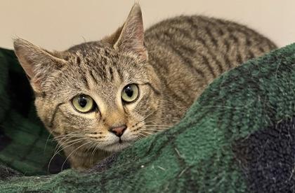 Enlarge Little Girl, a Adoptable Domestic Short Hair in Erin, ON image 2/2