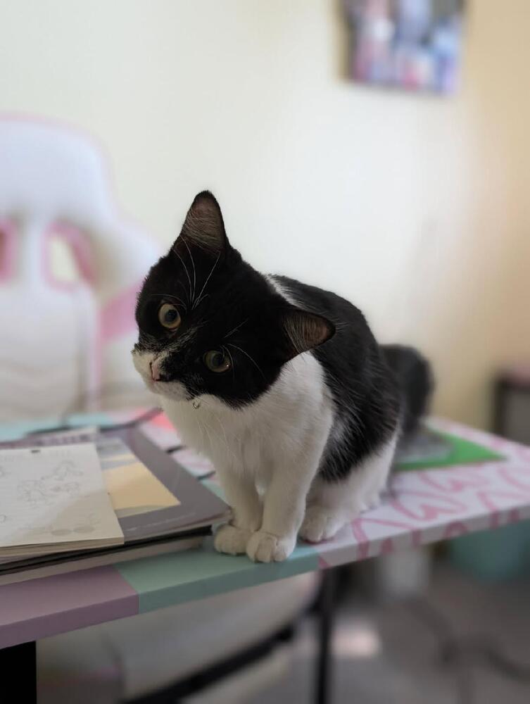 Chrissy, Adoptable, Kitten Female Domestic Medium Hair.