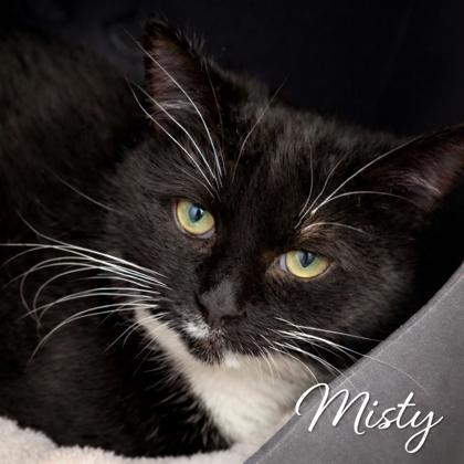 Misty, Adoptable, Senior Female Domestic Short Hair & Domestic Short Hair.