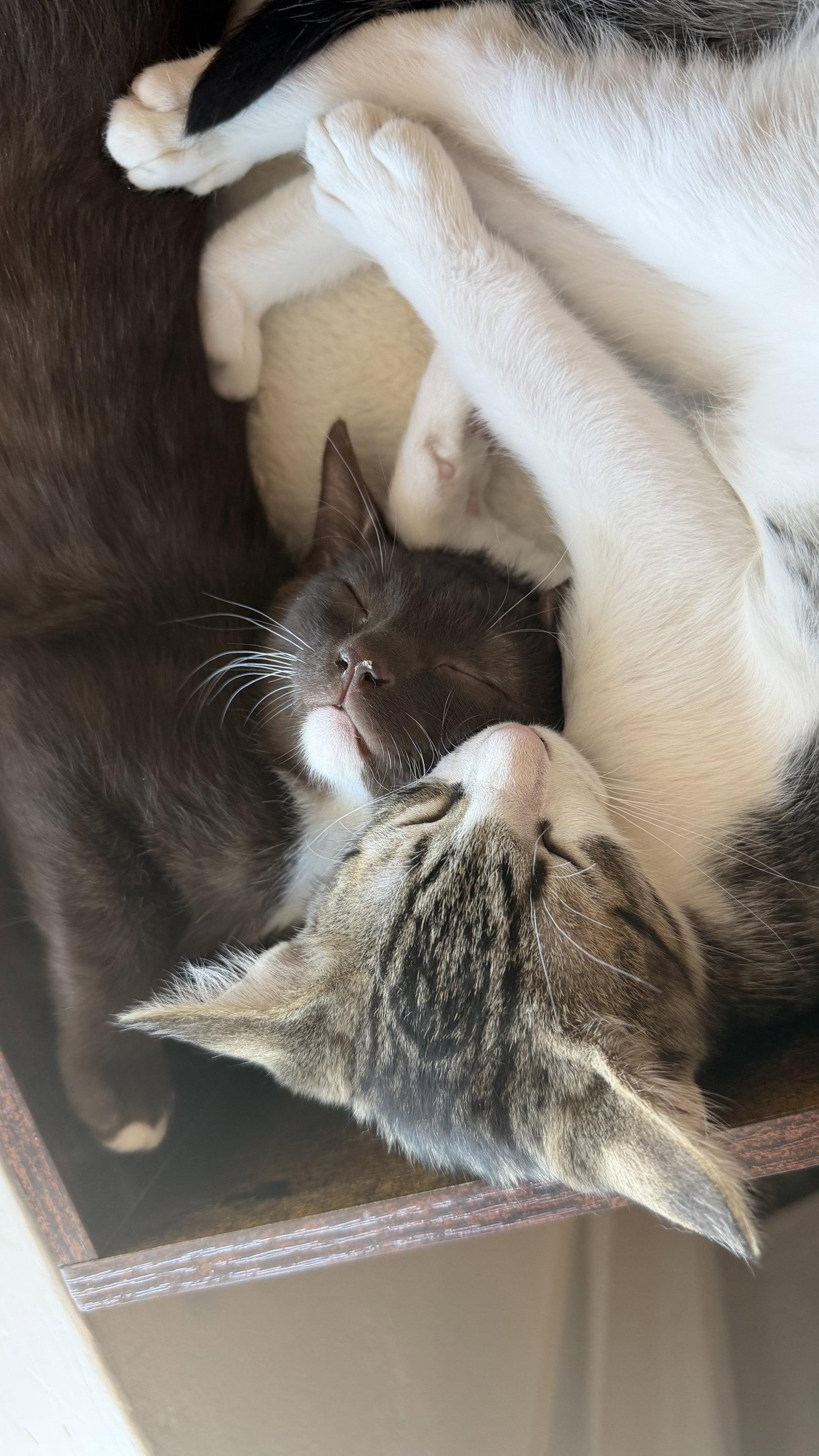 Enlarge Herman BONDED with Cinnamon, a Adoptable Domestic Short Hair in Phoenix, AZ image 1/3