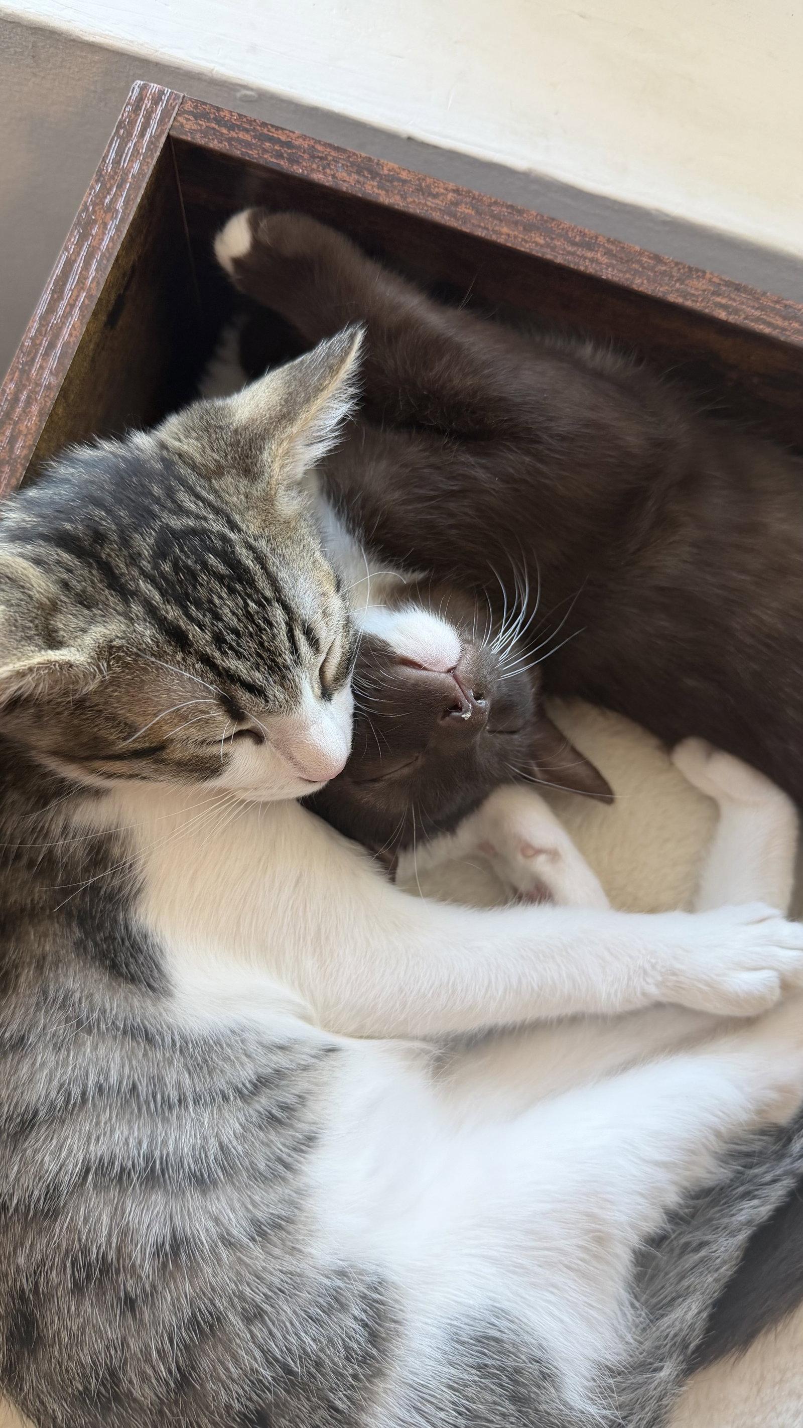 Enlarge Herman BONDED with Cinnamon, a Adoptable Domestic Short Hair in Phoenix, AZ image 2/3