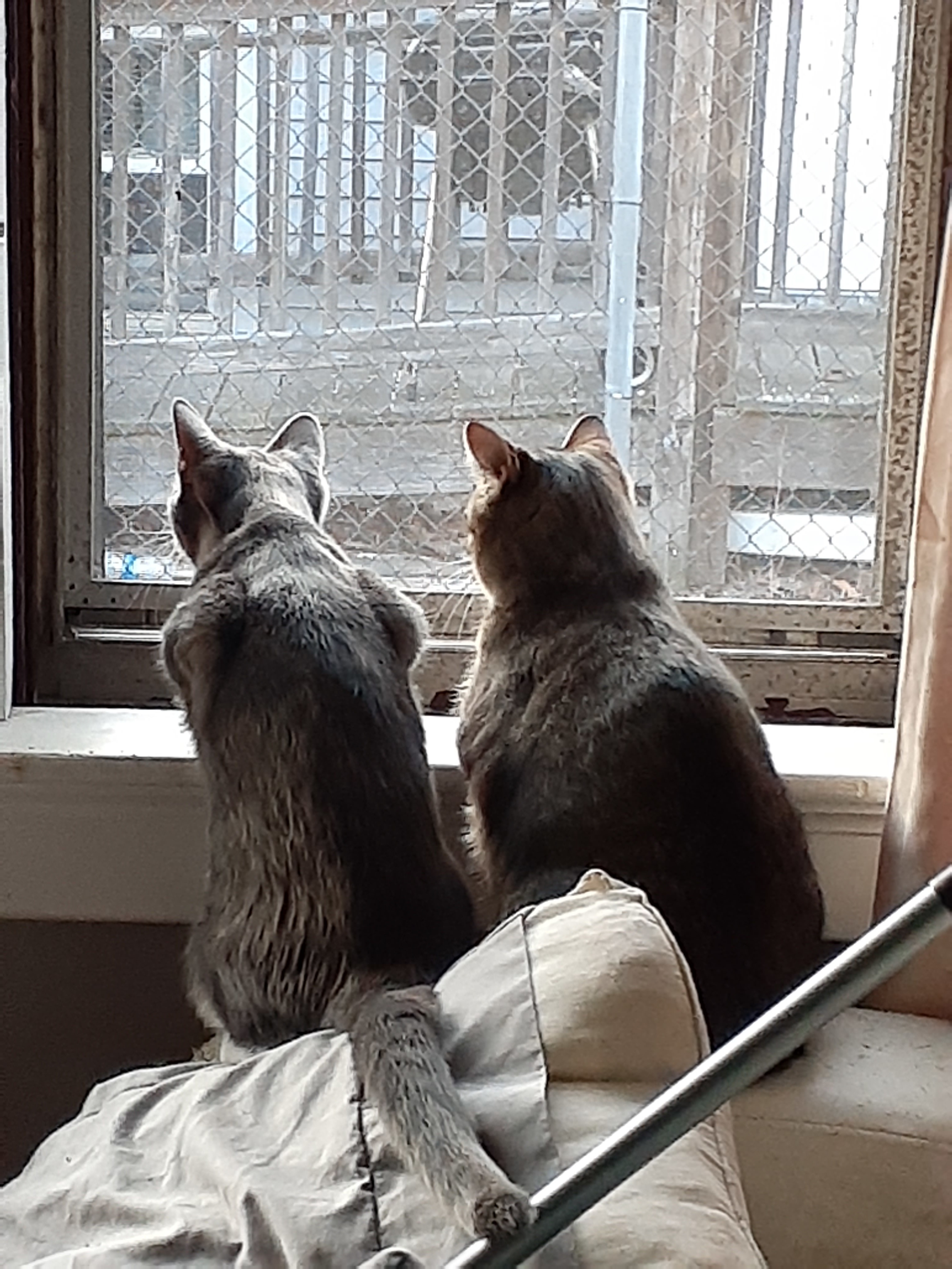 Scary Spice & Baby Mama Spice, a Adoptable Dilute Calico in Johnston, RI image 2/6