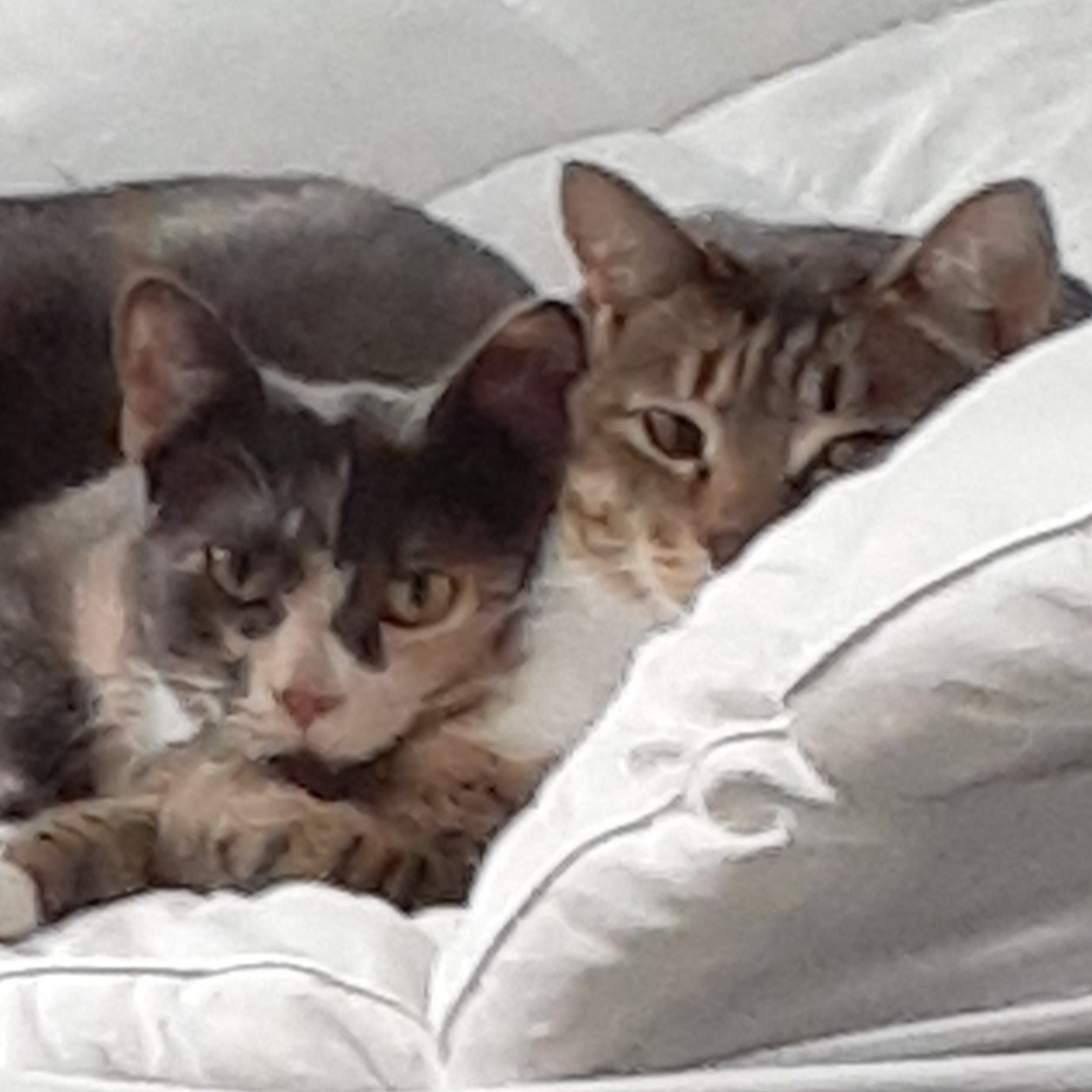 Scary Spice & Baby Mama Spice, a Adoptable Dilute Calico in Johnston, RI image 1/6