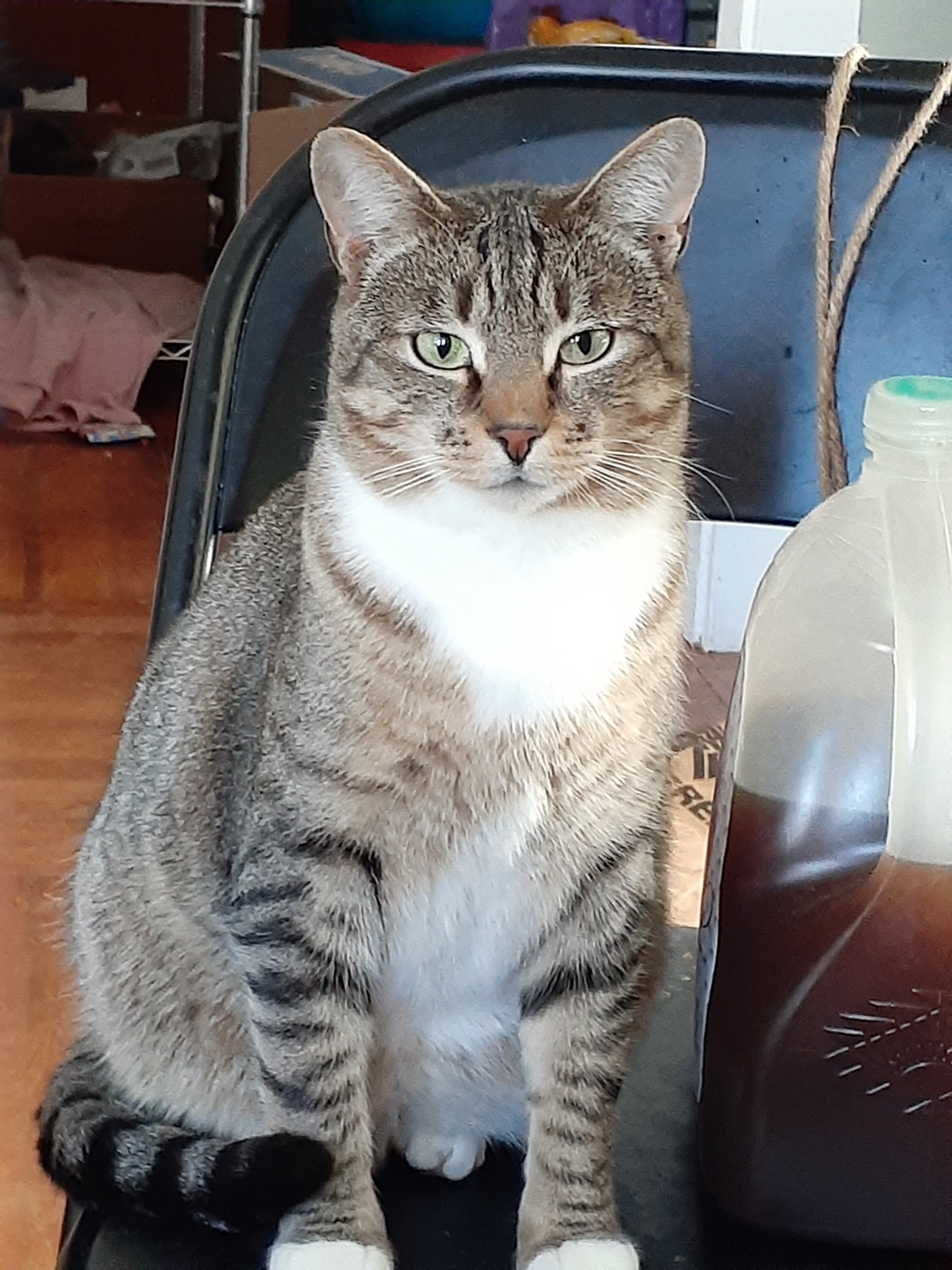 Scary Spice & Baby Mama Spice, a Adoptable Dilute Calico in Johnston, RI image 3/6