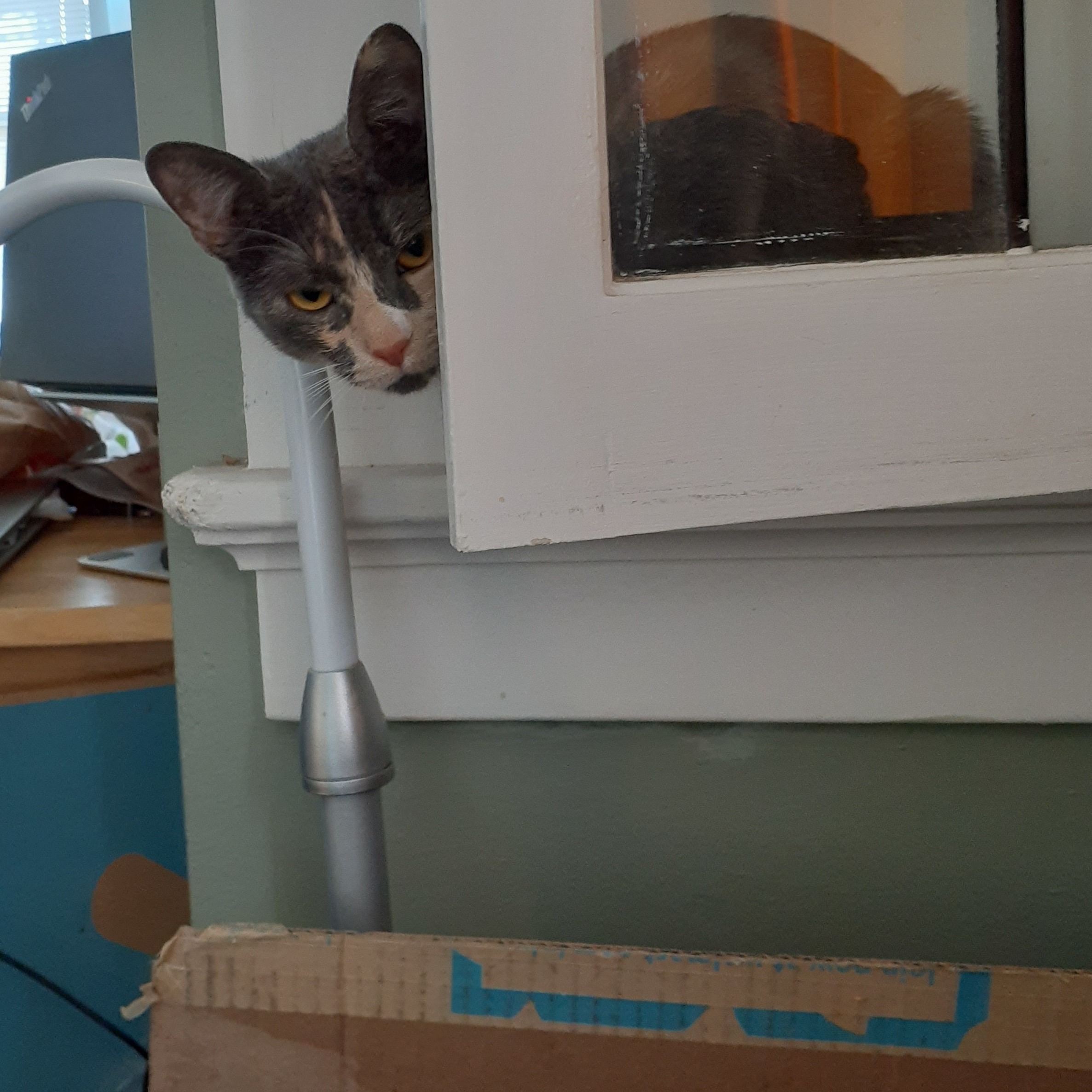 Scary Spice & Baby Mama Spice, a Adoptable Dilute Calico in Johnston, RI image 4/6