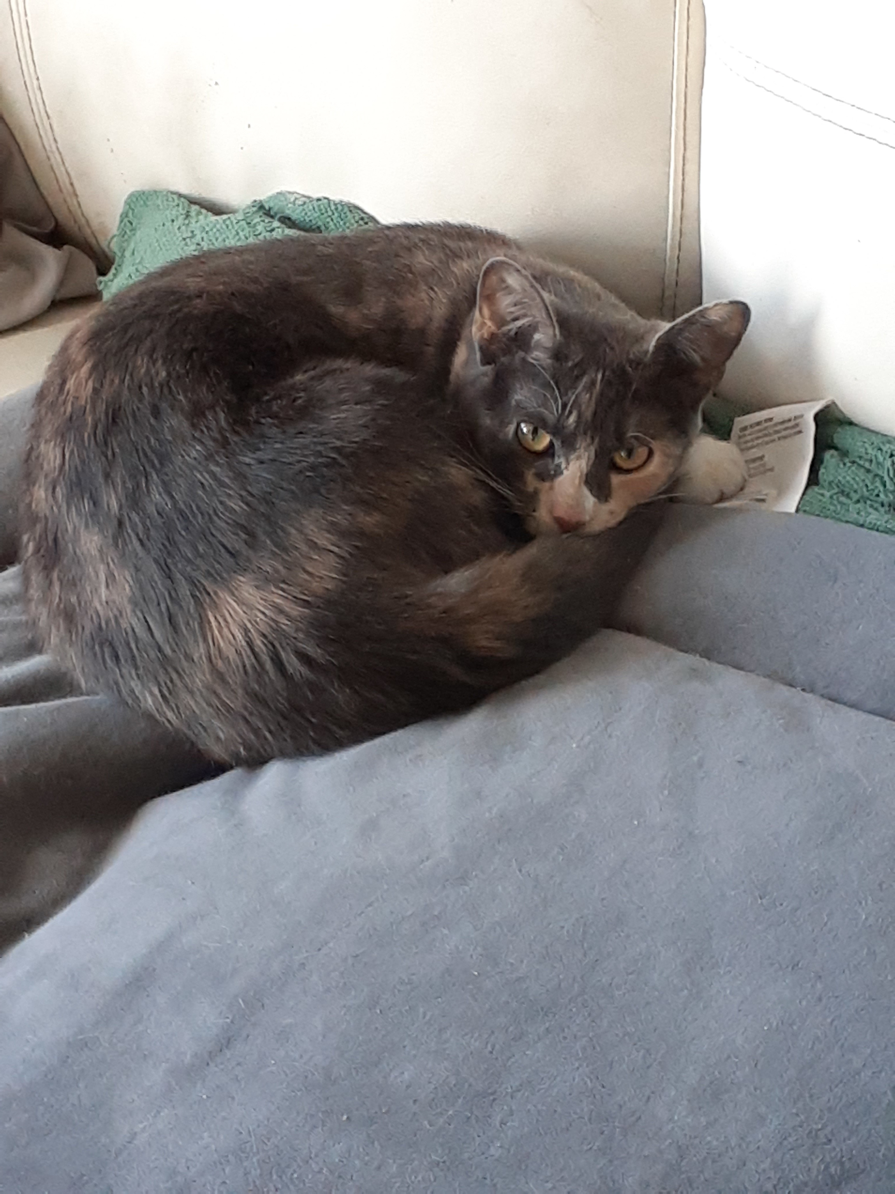 Scary Spice & Baby Mama Spice, a Adoptable Dilute Calico in Johnston, RI image 6/6