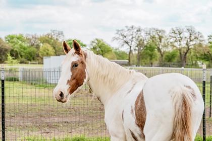 Kat `Kat Of Mine`, a Adoptable Tennessee Walker in Fort Worth, TX image 1/3