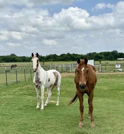 Kat `Kat Of Mine`, a Adoptable Tennessee Walker in Fort Worth, TX image 2/3