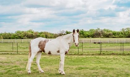 Kat `Kat Of Mine`, a Adoptable Tennessee Walker in Fort Worth, TX image 3/3