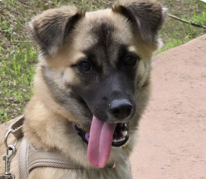 Soy, Adoptable, Adult Female Jindo.