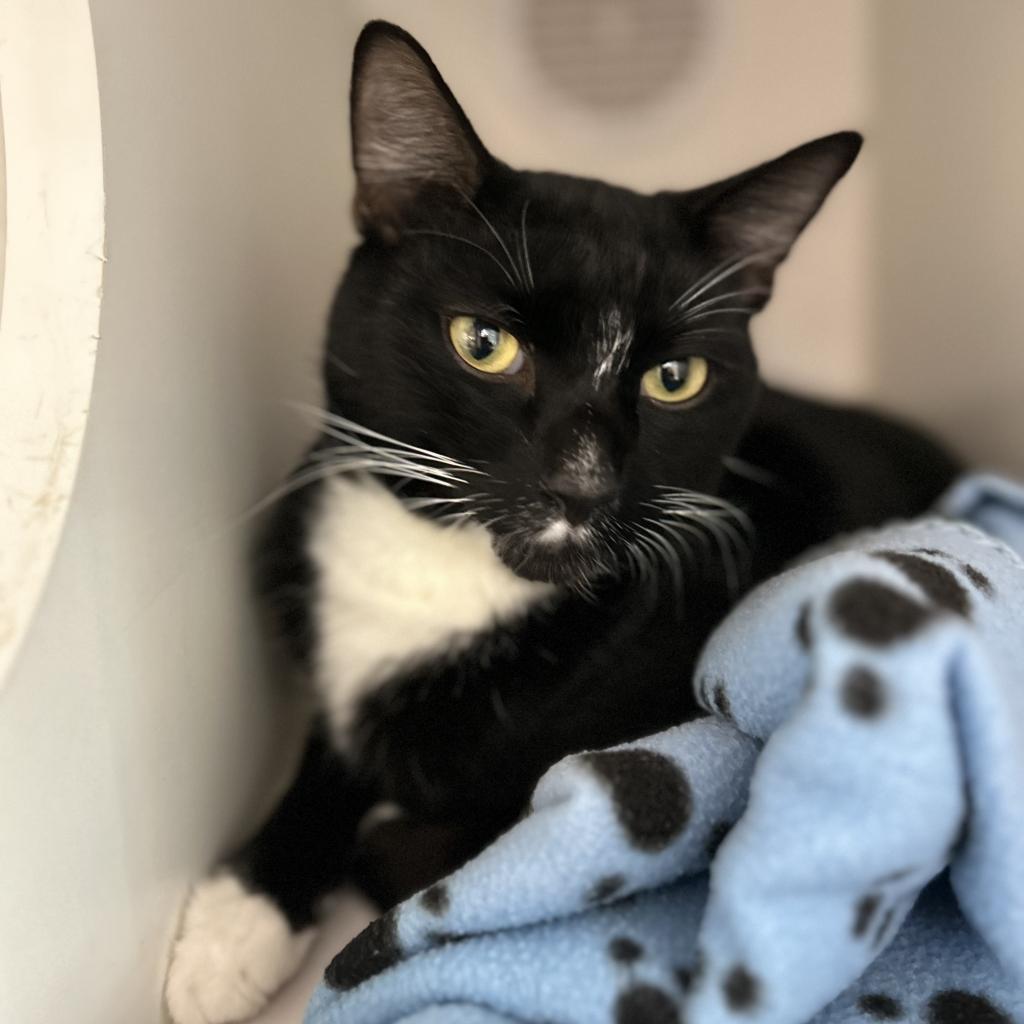 Enlarge Charlos, a Adoptable Domestic Short Hair in Phoenix, AZ image 1/5