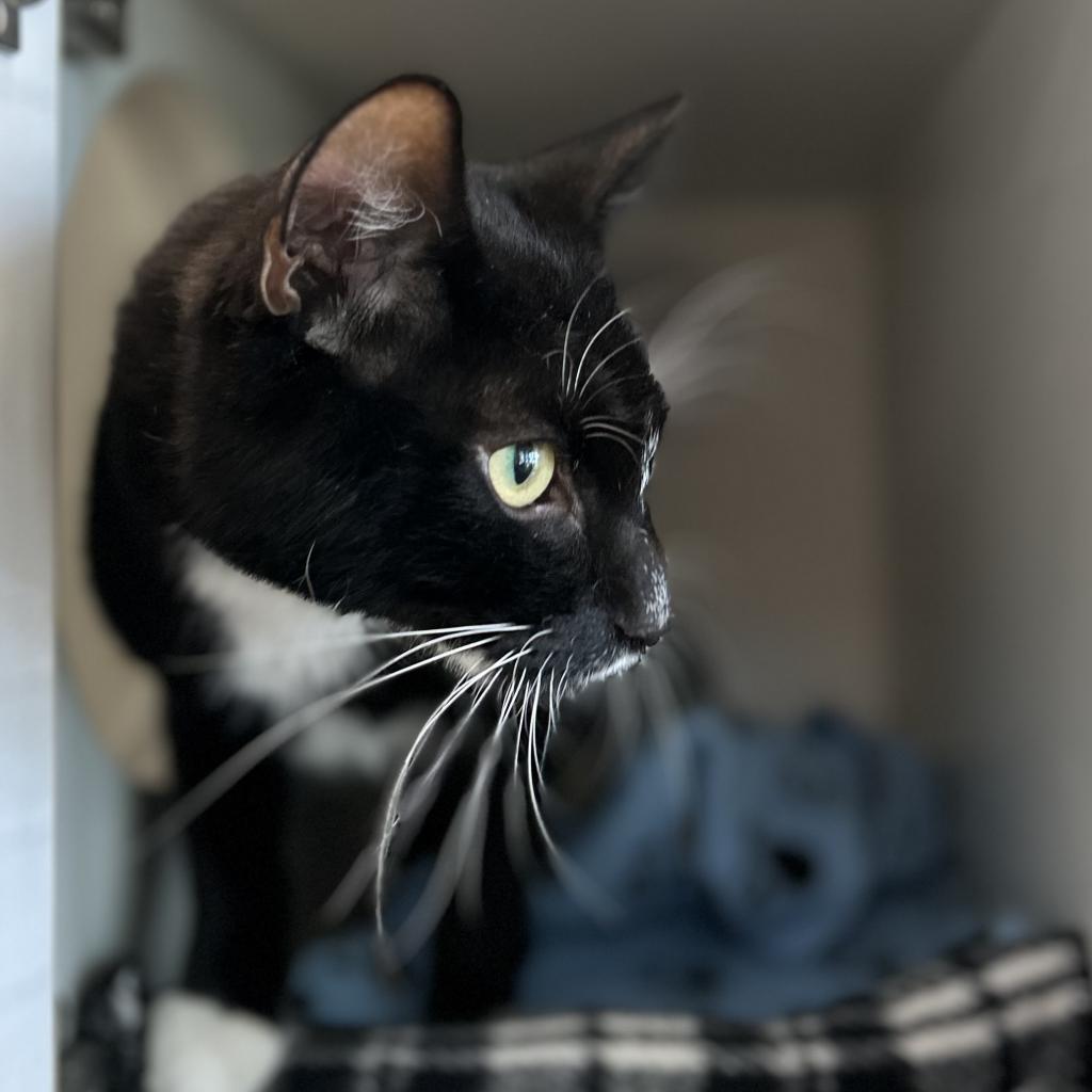 Enlarge Charlos, a Adoptable Domestic Short Hair in Phoenix, AZ image 2/5