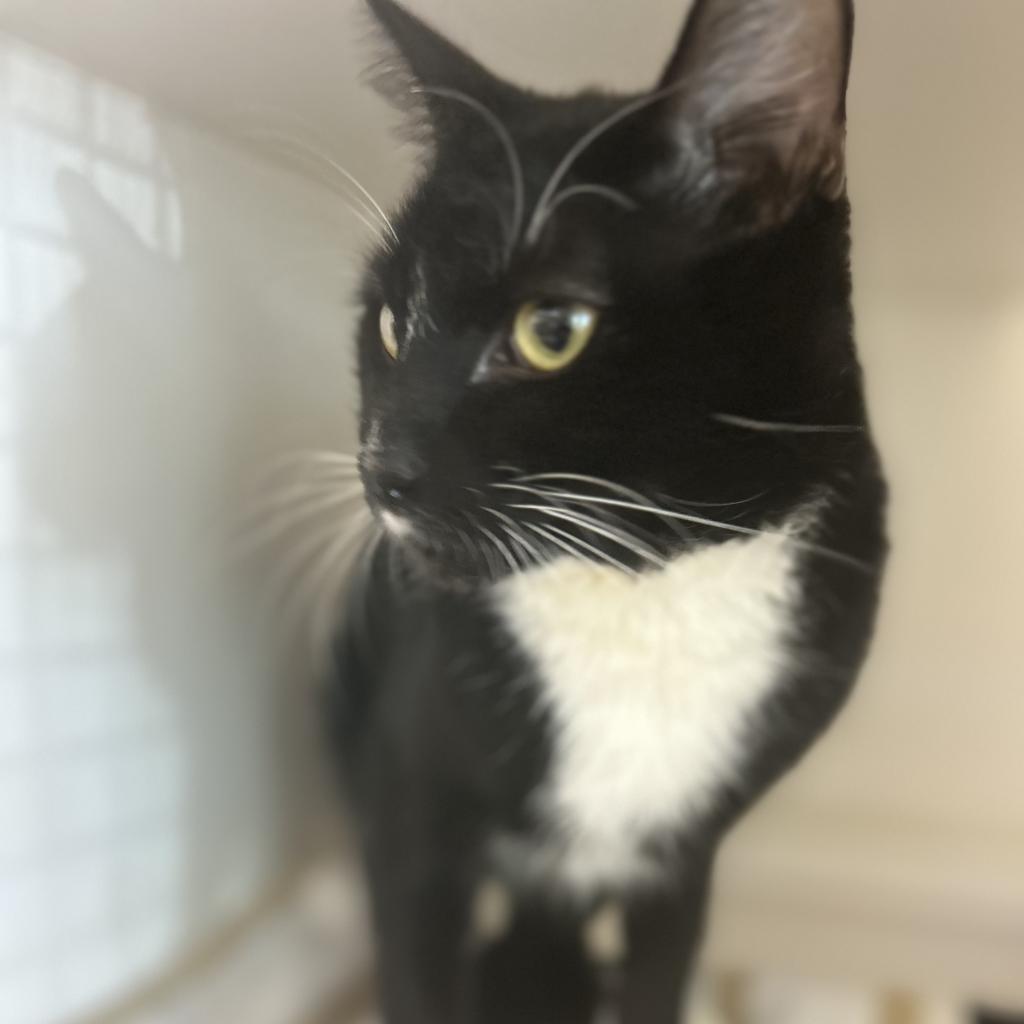 Enlarge Charlos, a Adoptable Domestic Short Hair in Phoenix, AZ image 3/5