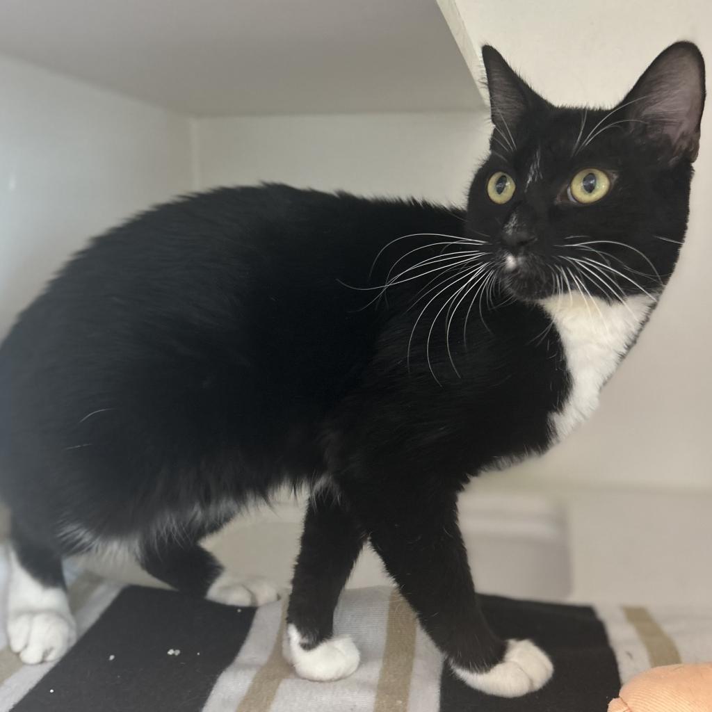 Enlarge Charlos, a Adoptable Domestic Short Hair in Phoenix, AZ image 4/5