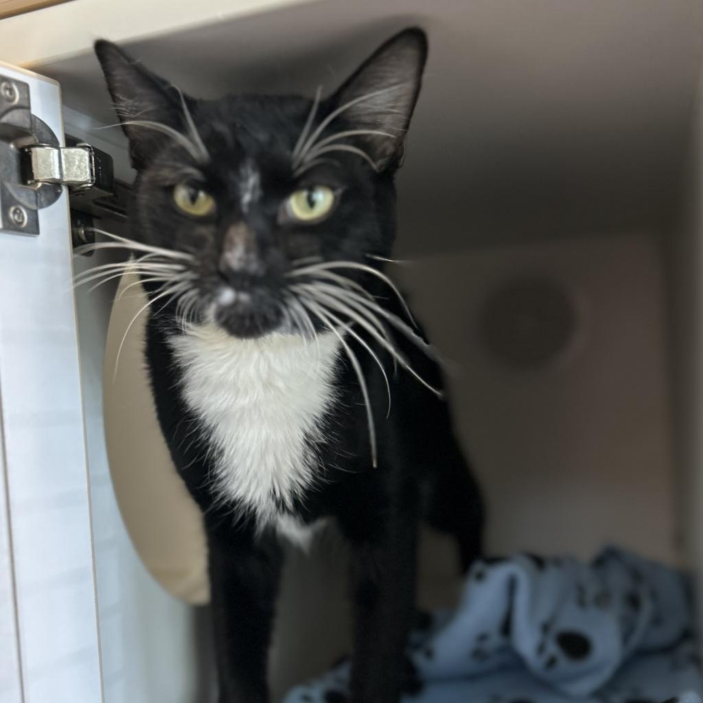 Enlarge Charlos, a Adoptable Domestic Short Hair in Phoenix, AZ image 5/5