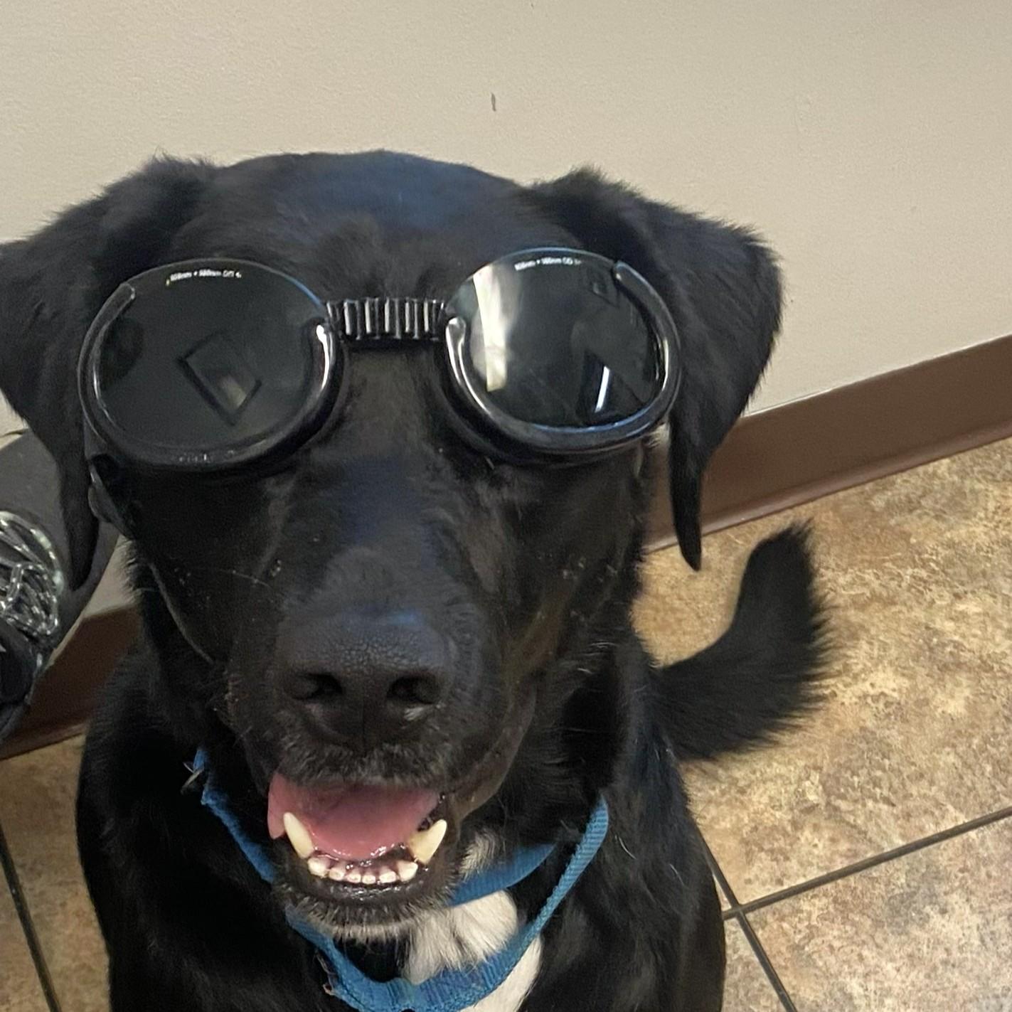 Cole, a Adoptable Black Labrador Retriever in Fairhope, AL image 2/5