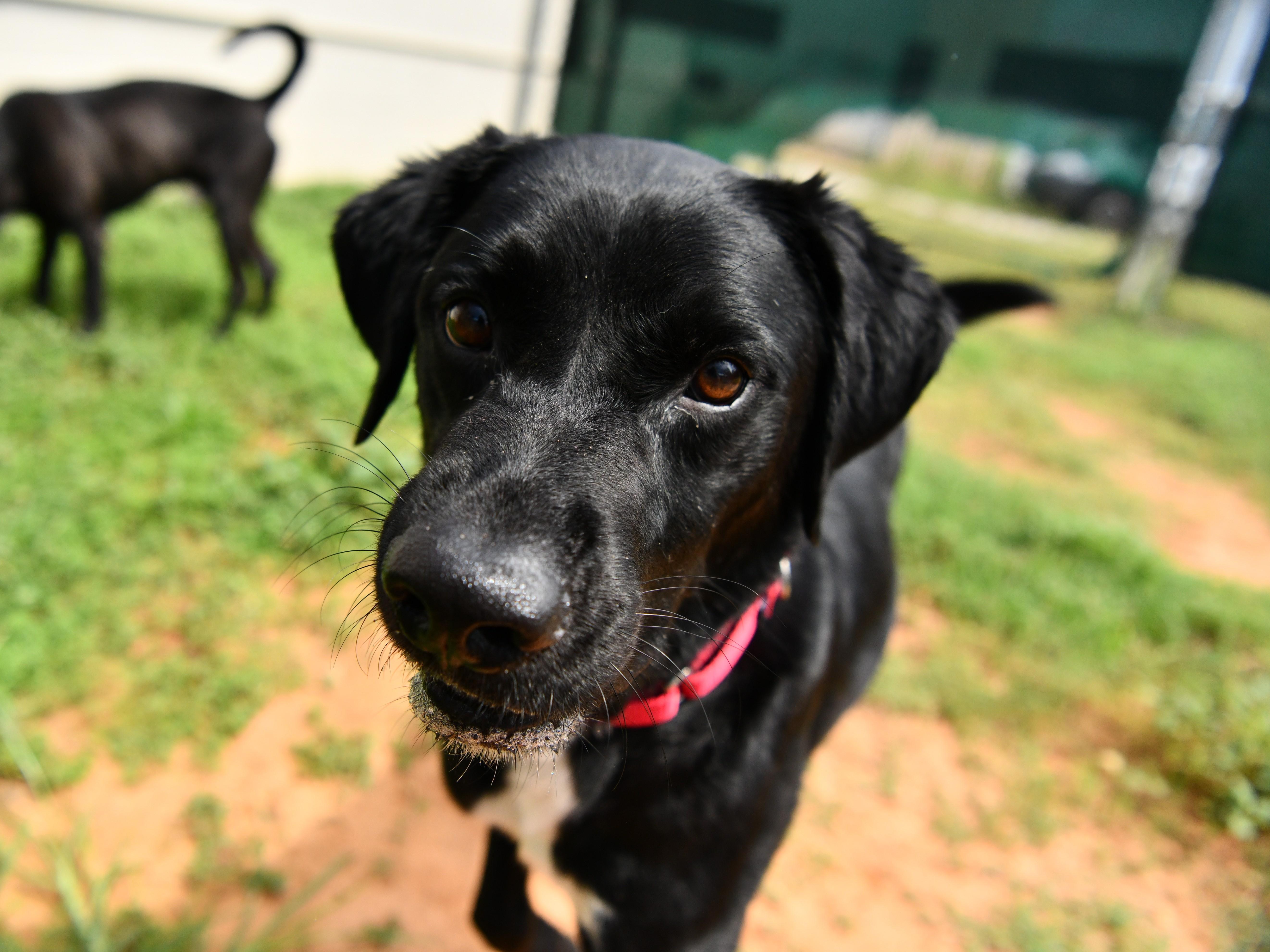 Cole, a Adoptable Black Labrador Retriever in Fairhope, AL image 5/5
