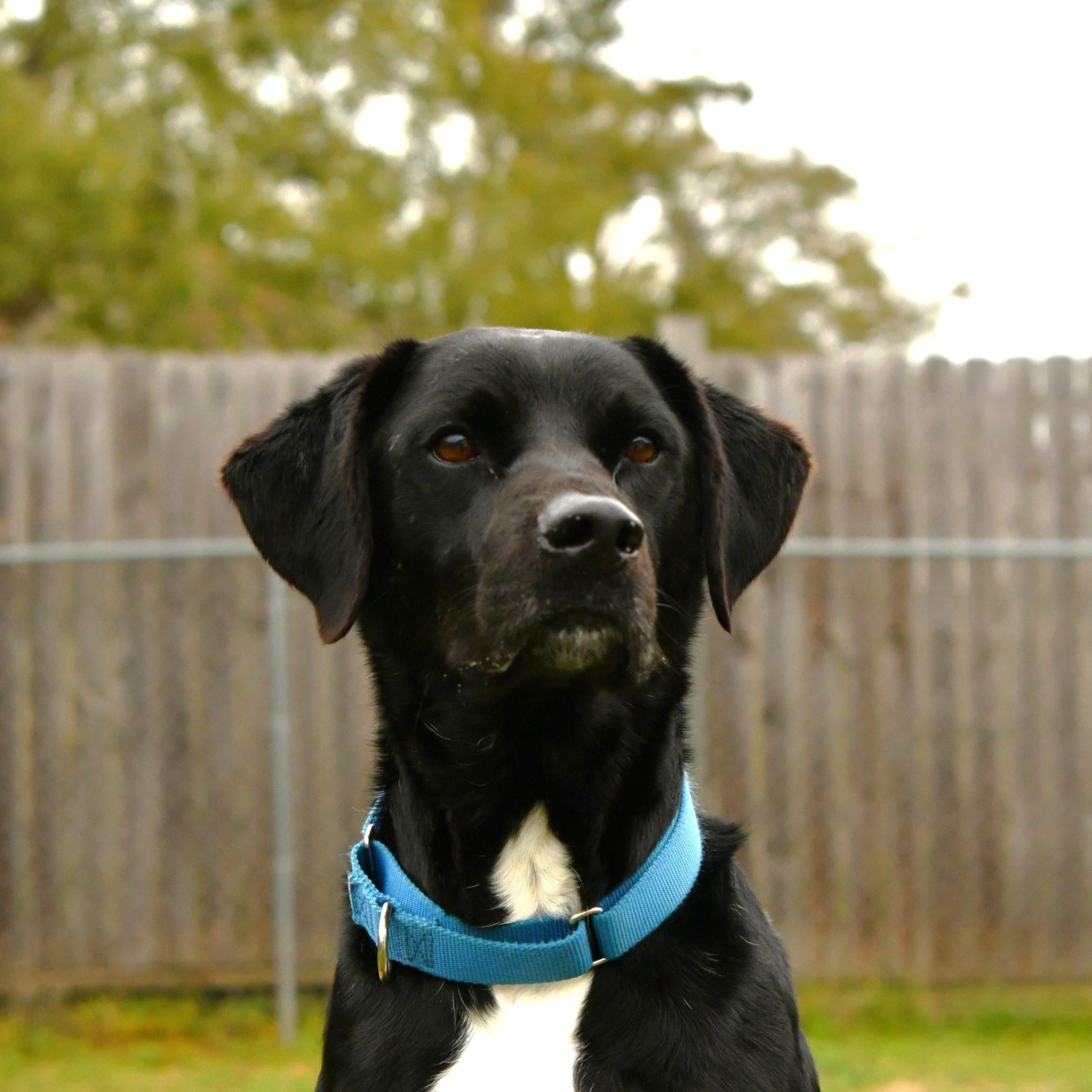 Enlarge Cole, a Adoptable Black Labrador Retriever in Fairhope, AL image 1/6