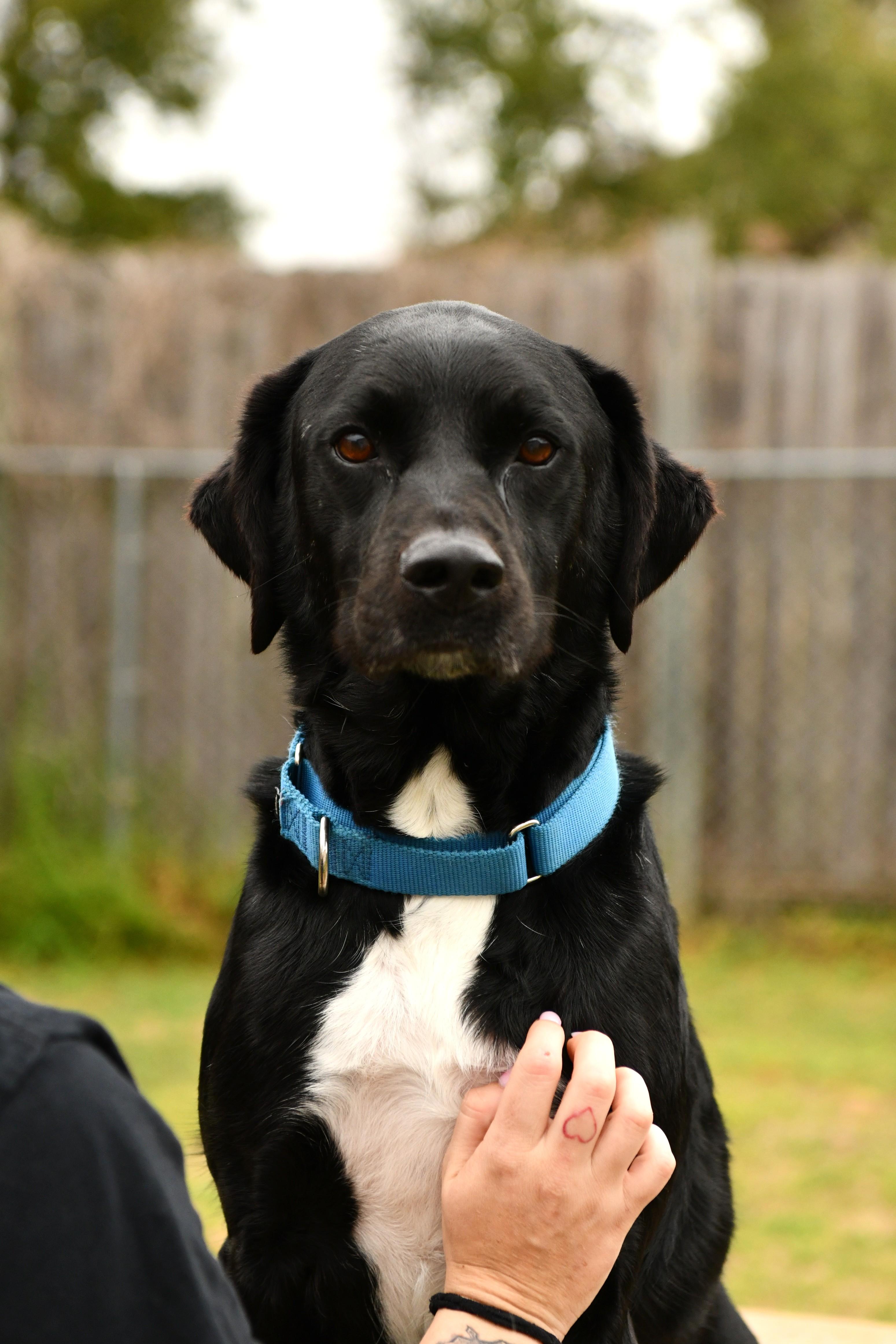 Cole, Adoptable, Adult Male Black Labrador Retriever.