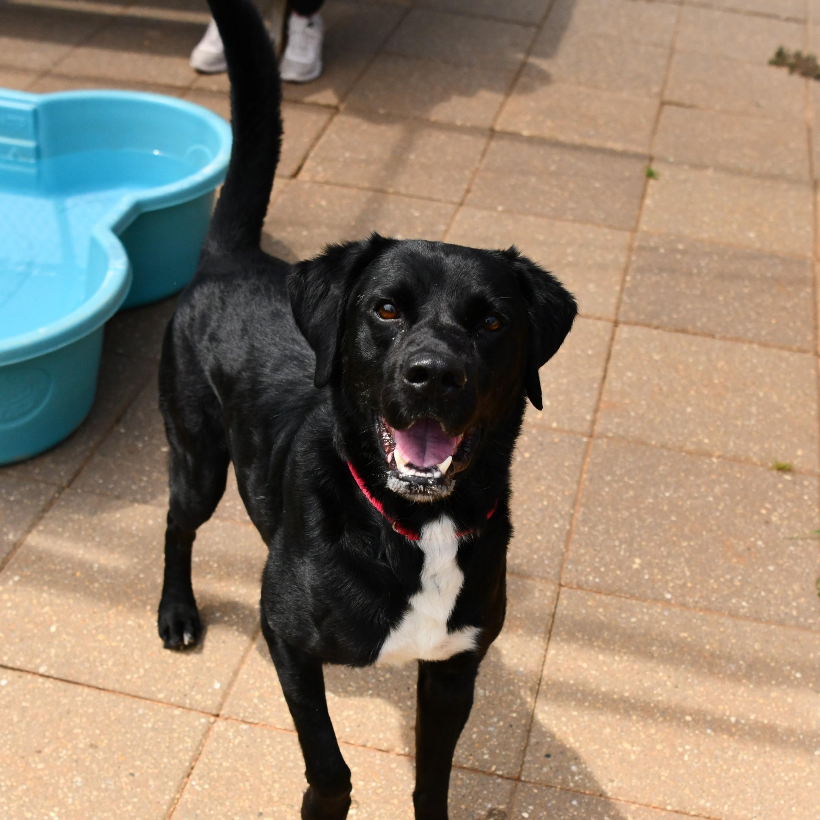 Cole, a Adoptable Black Labrador Retriever in Fairhope, AL image 3/5