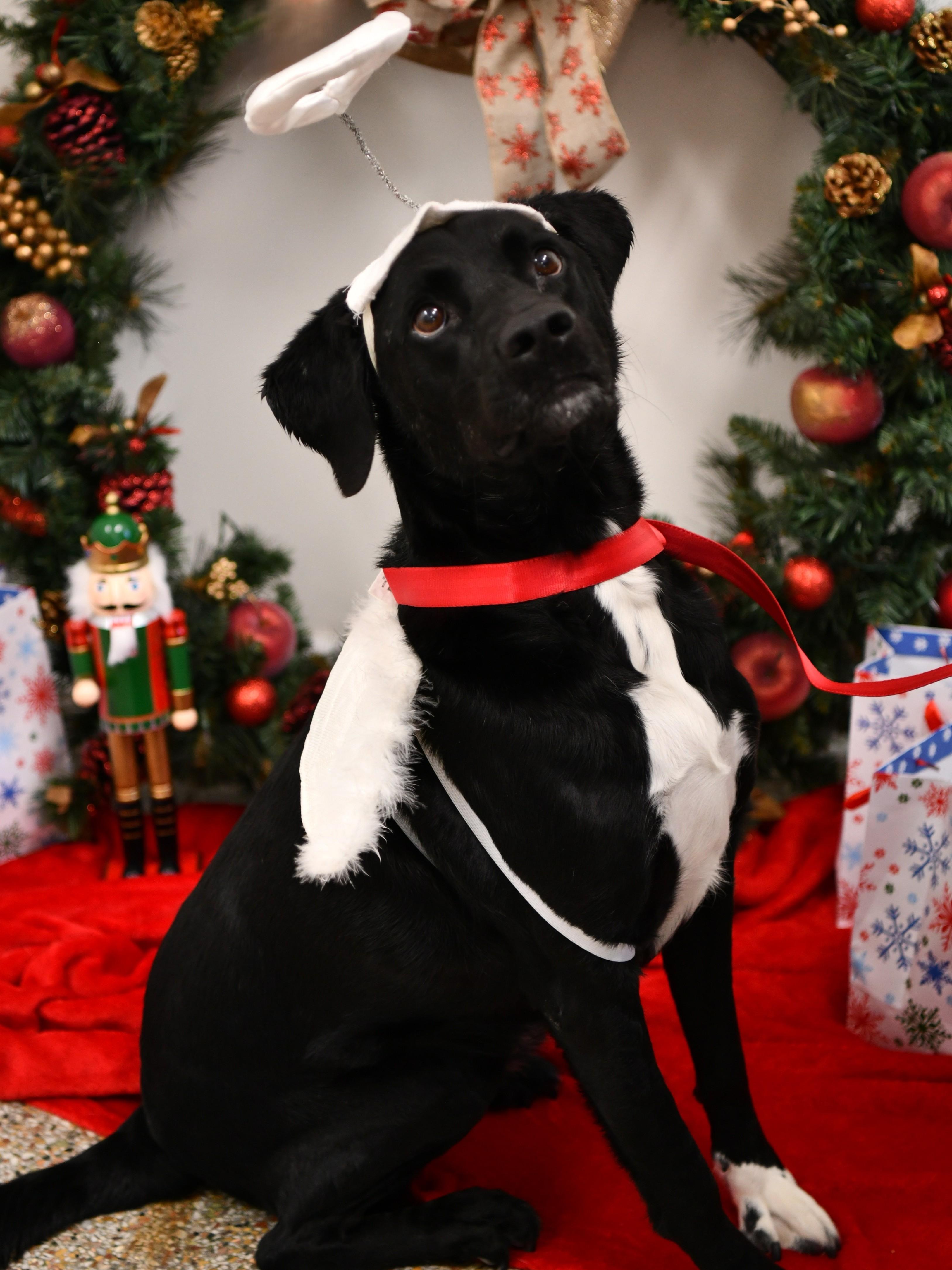 Cole, a Adoptable Black Labrador Retriever in Fairhope, AL image 1/5