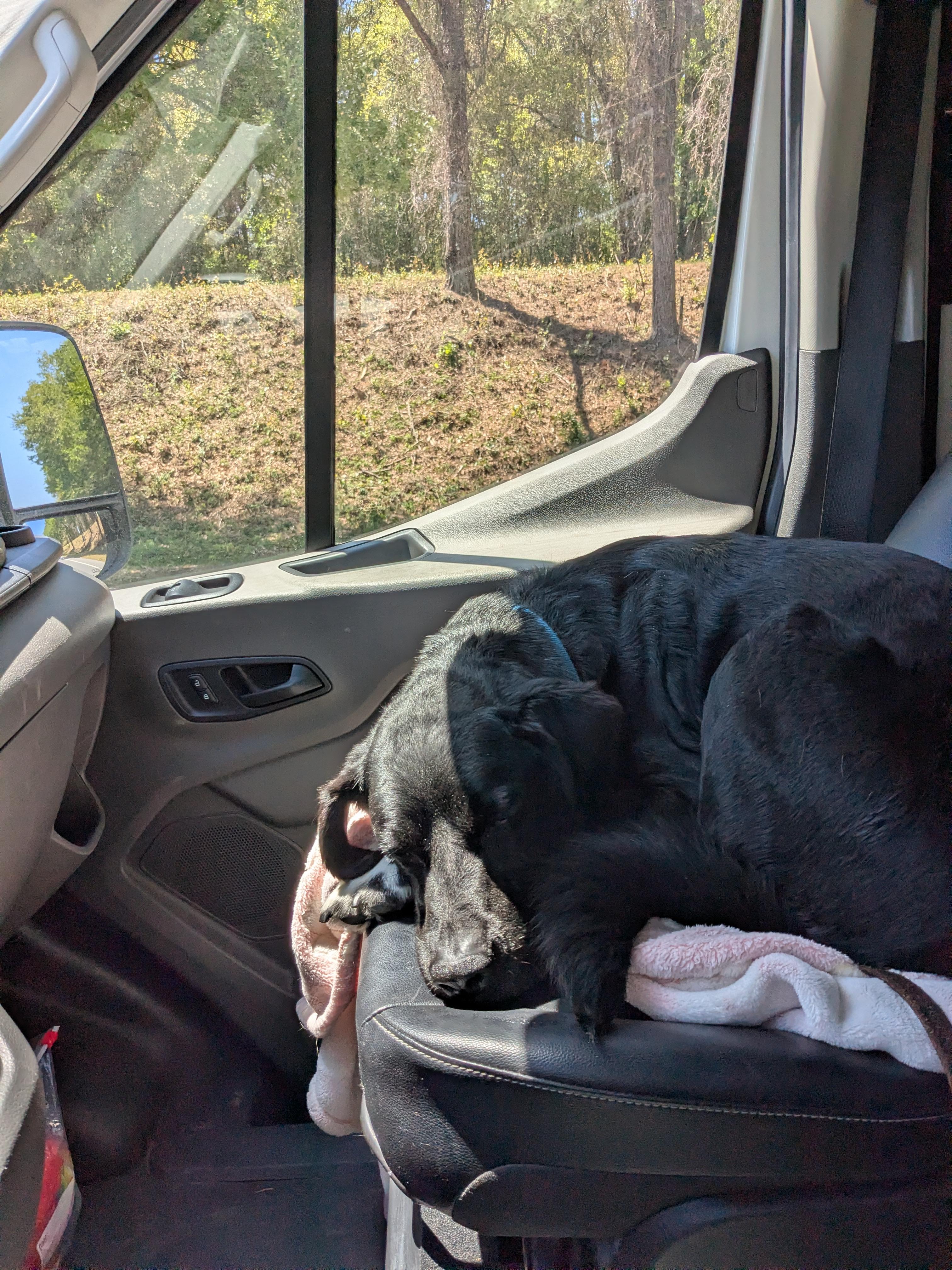 Enlarge Cole, a Adoptable Black Labrador Retriever in Fairhope, AL image 6/6