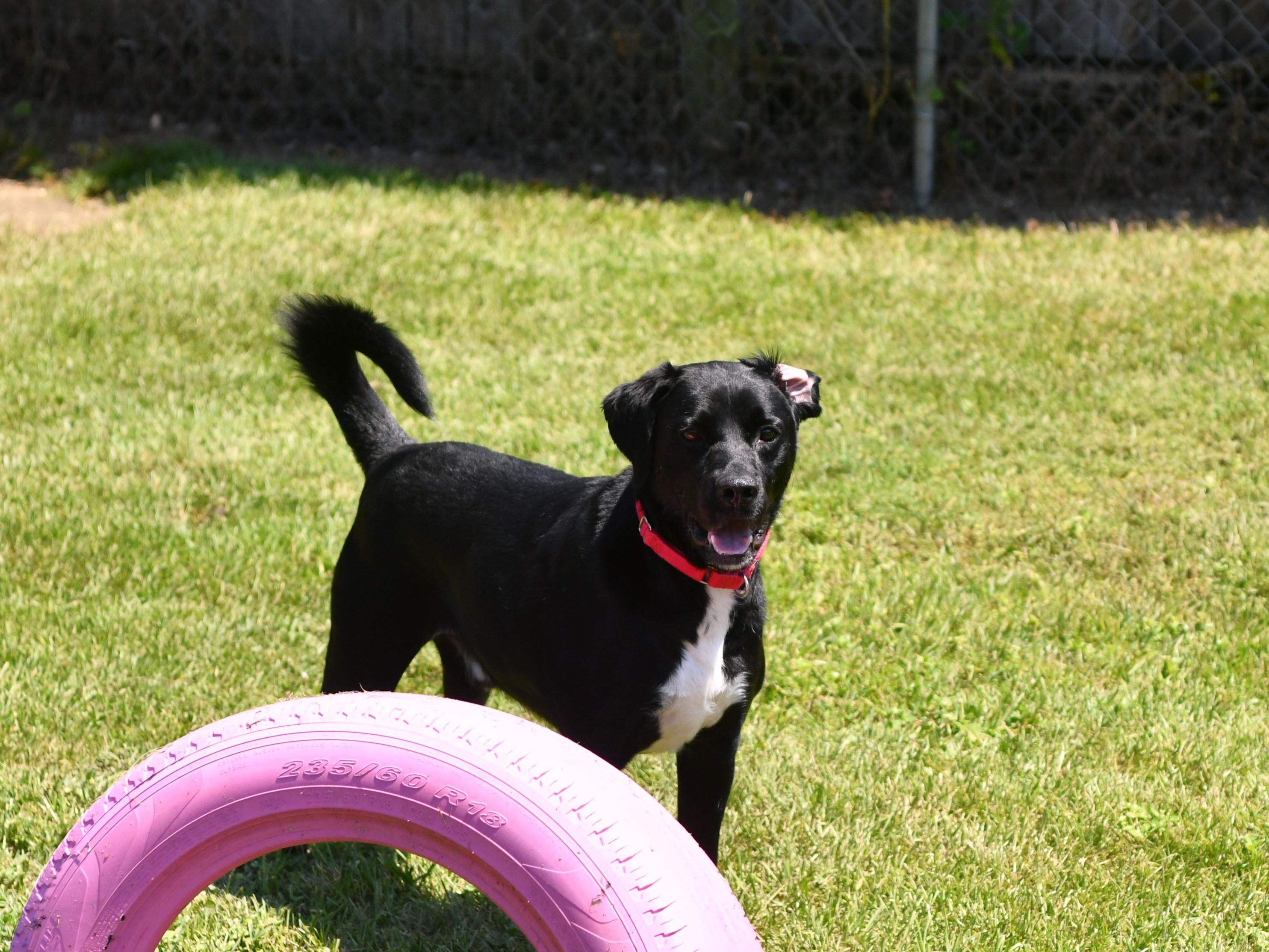 Cole, a Adoptable Black Labrador Retriever in Fairhope, AL image 4/5