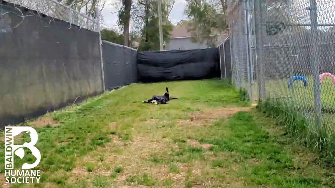 Enlarge Cole, a Adoptable Black Labrador Retriever in Fairhope, AL video 2/6