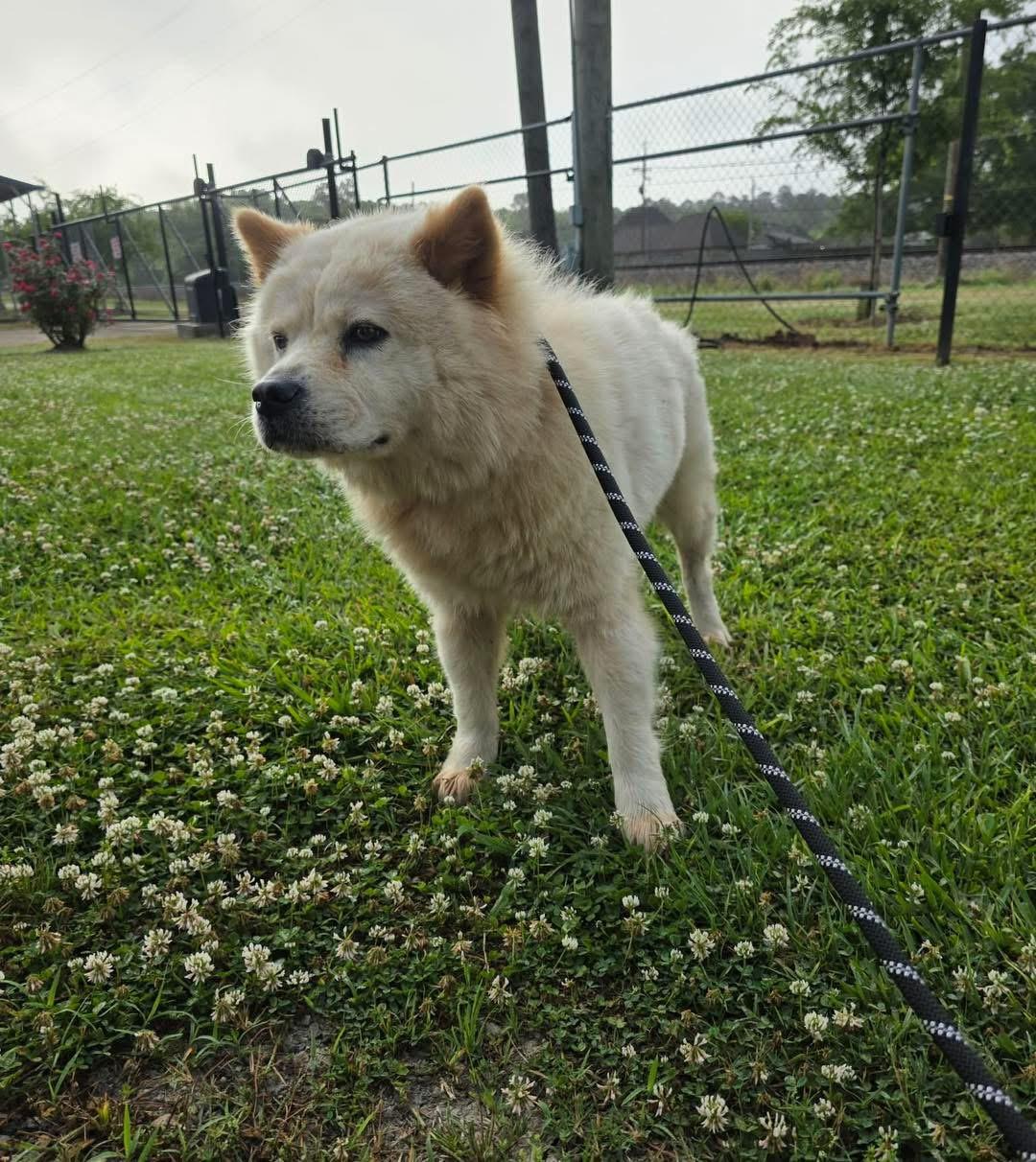 Enlarge Nova, a ADOPTABLE Chow Chow in New Roads, LA image 1/1