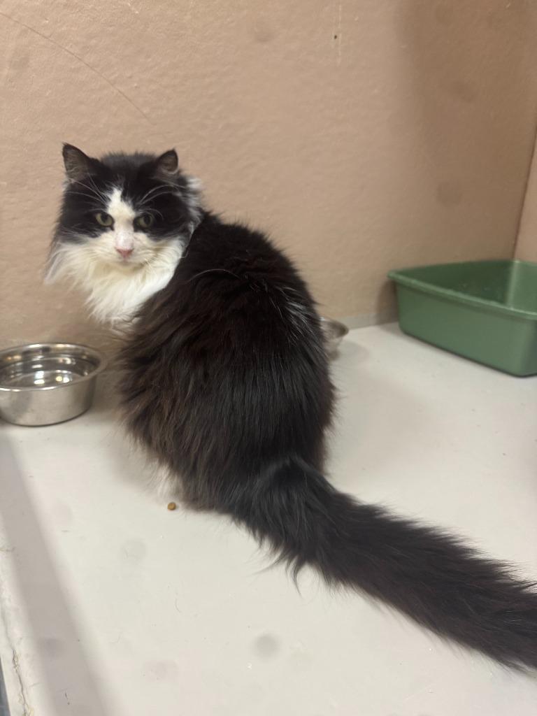 Enlarge Smokey, a Adopted mixed breed in Findlay, OH image 1/5