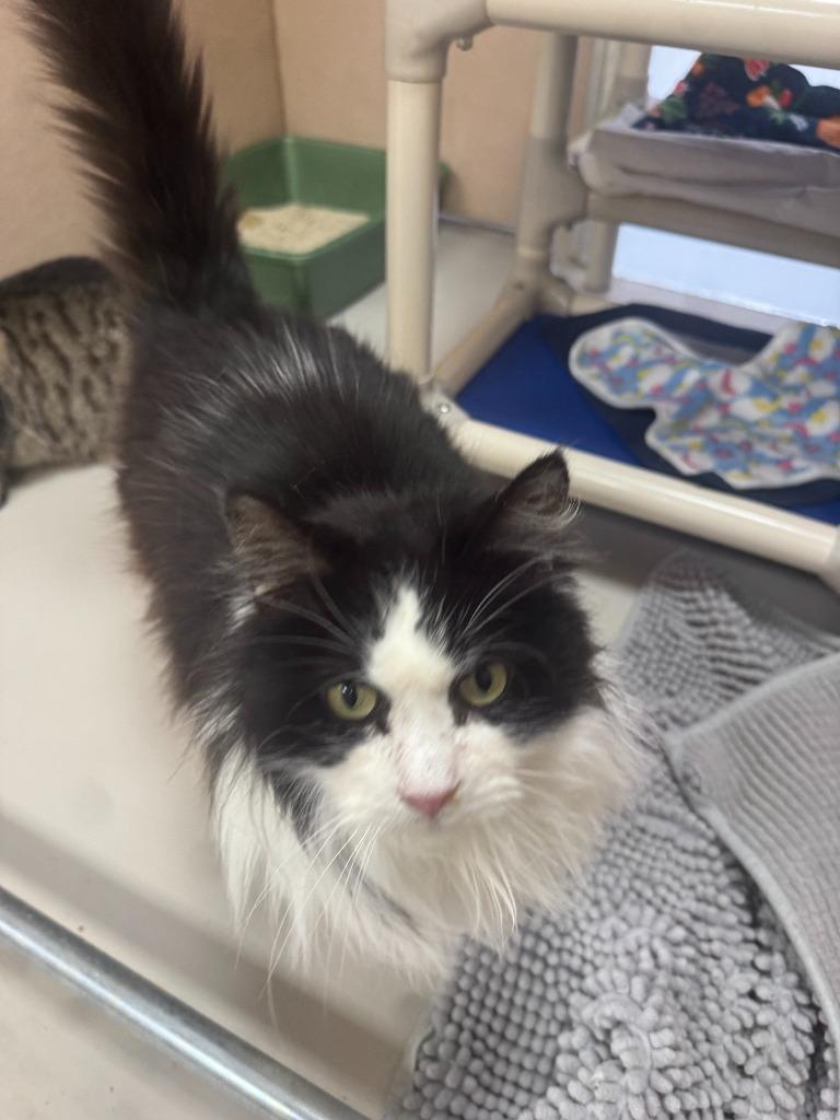 Enlarge Smokey, a Adopted mixed breed in Findlay, OH image 2/5