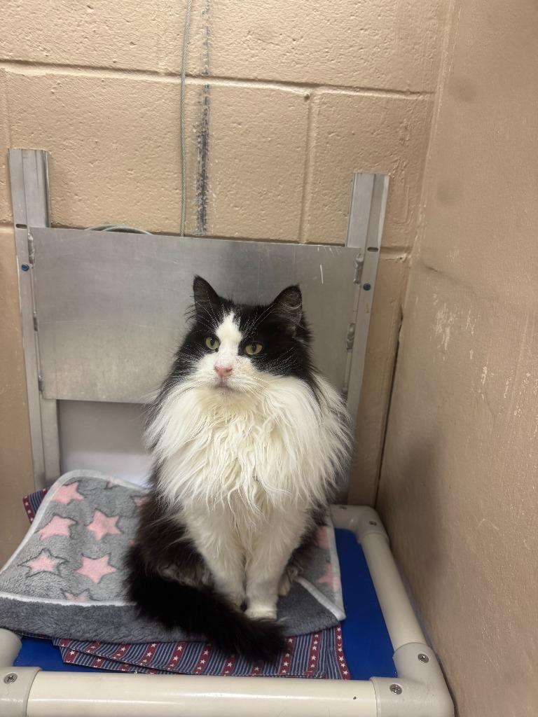 Enlarge Smokey, a Adopted mixed breed in Findlay, OH image 3/5