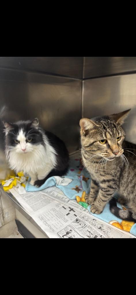 Enlarge Smokey, a Adopted mixed breed in Findlay, OH image 4/5