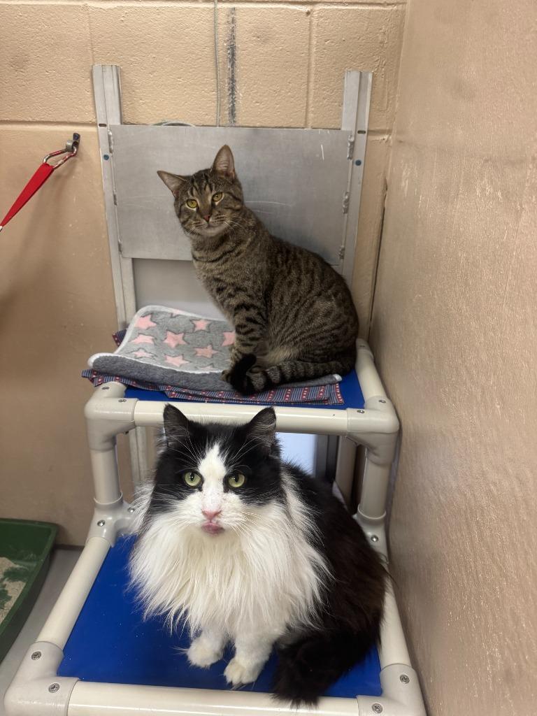 Enlarge Smokey, a Adopted mixed breed in Findlay, OH image 5/5