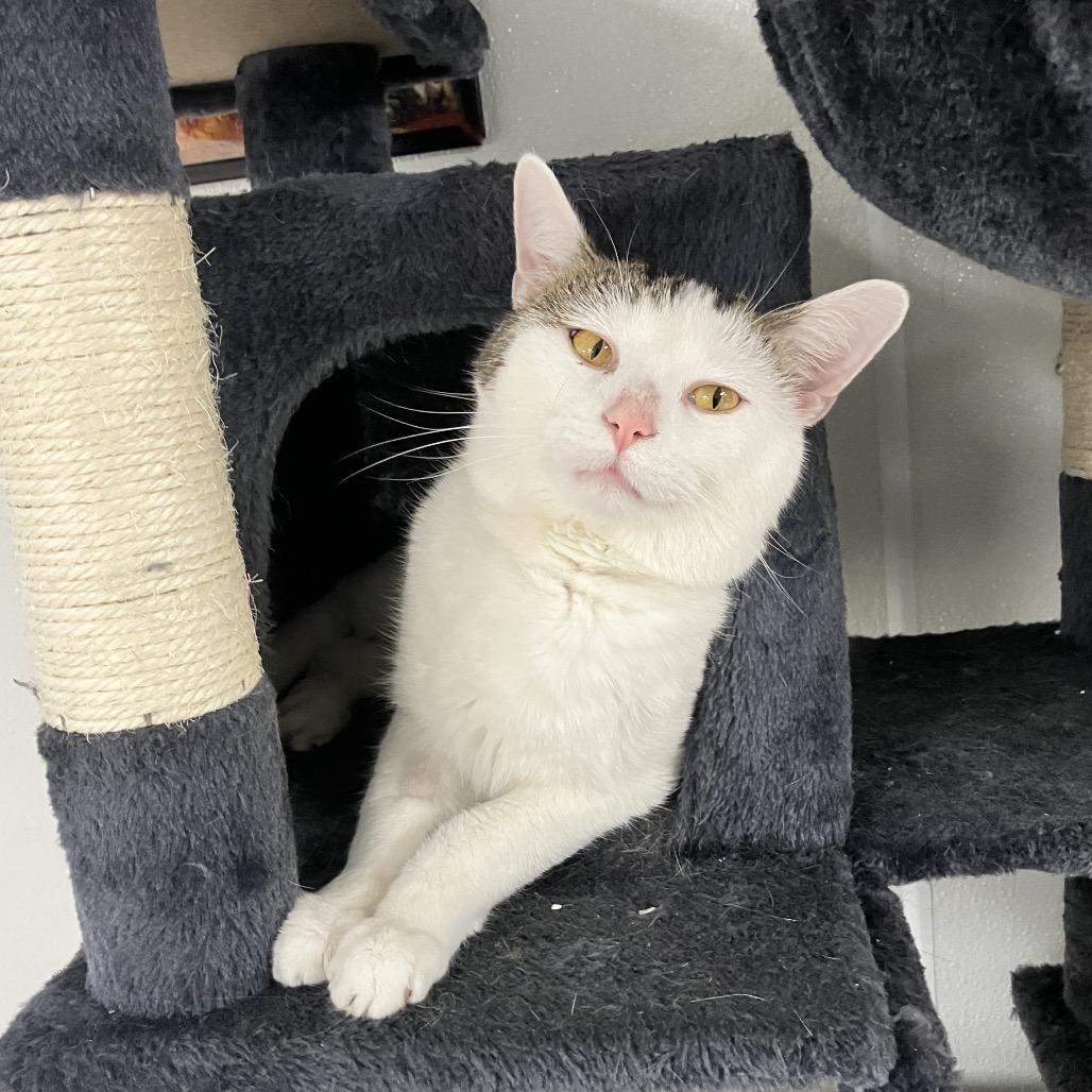 Enlarge Phineas, a Adoptable Domestic Short Hair in Uniontown, PA image 2/3