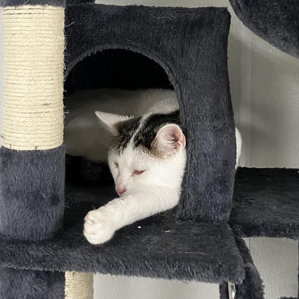 Enlarge Phineas, a Adoptable Domestic Short Hair in Uniontown, PA image 3/3