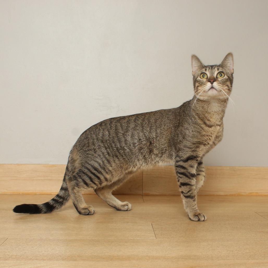 Pollywog C69926, Adoptable, Young Male Domestic Short Hair.