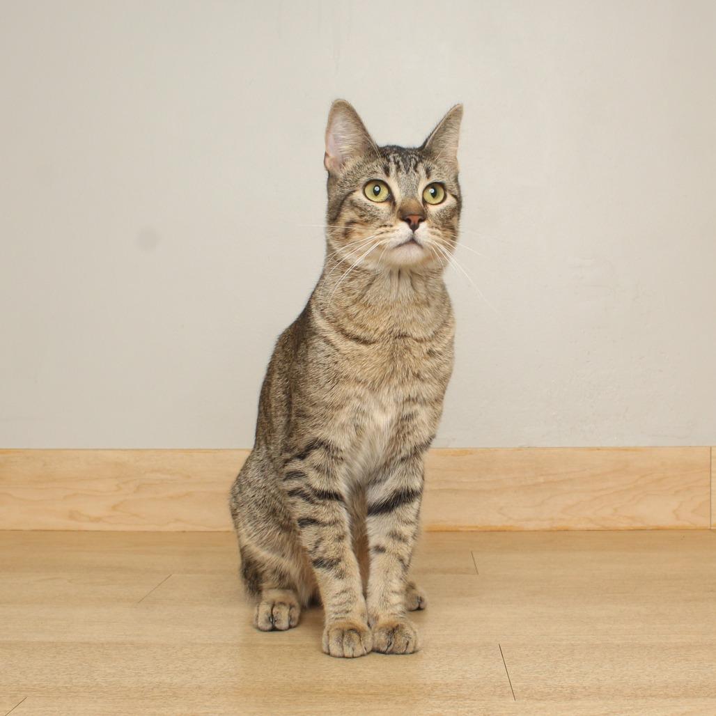 Enlarge Pollywog C69926, a Adoptable Domestic Short Hair in Minnetonka, MN image 2/4