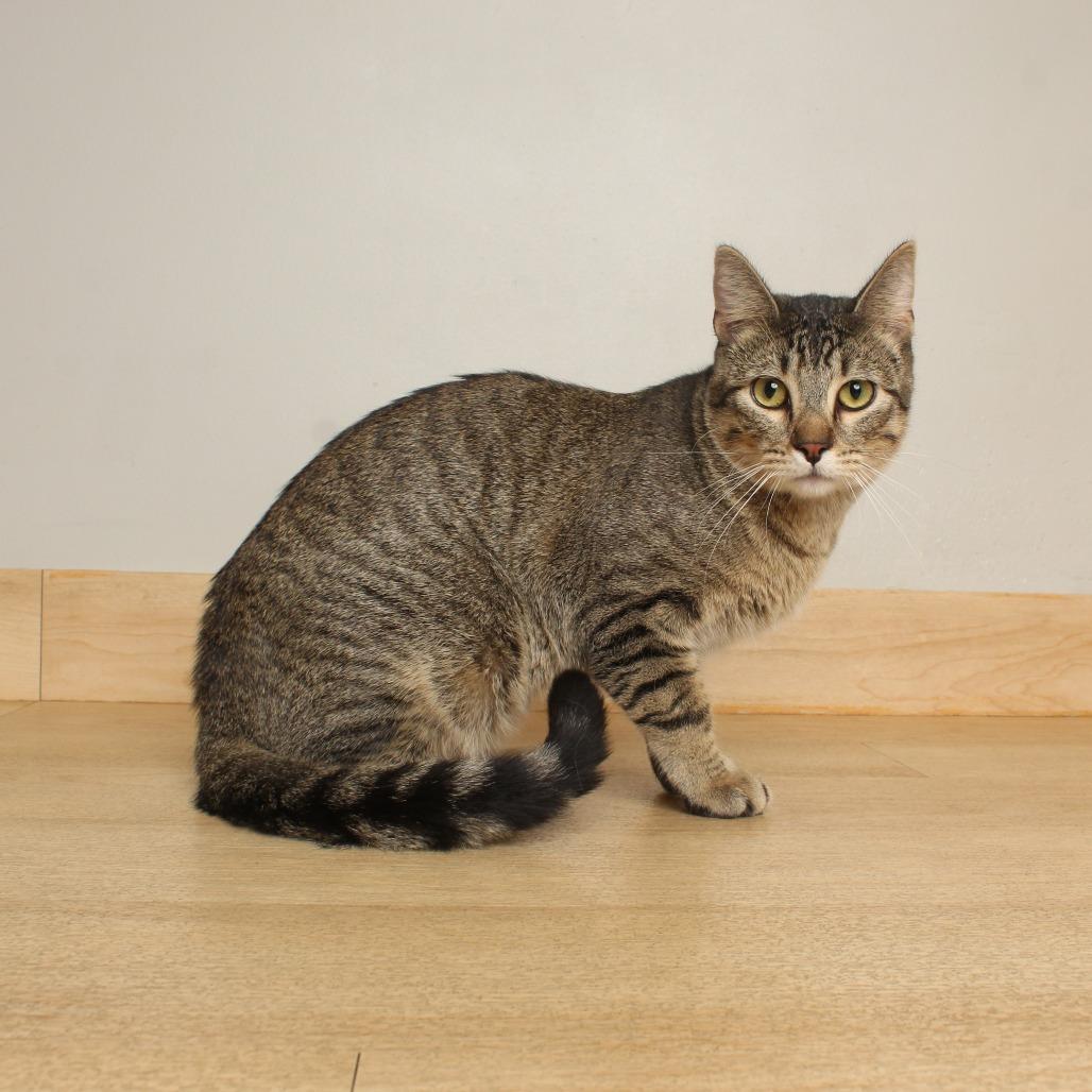 Enlarge Pollywog C69926, a Adoptable Domestic Short Hair in Minnetonka, MN image 3/4