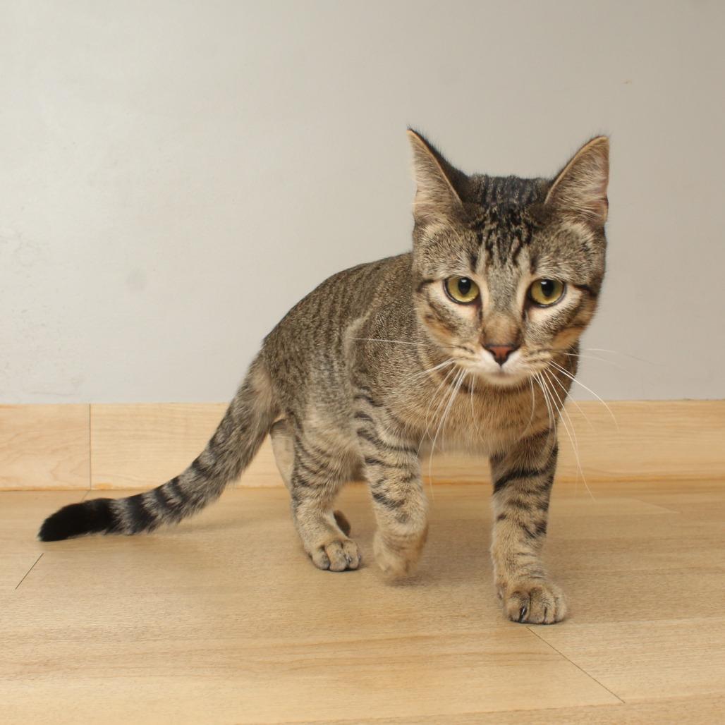 Enlarge Pollywog C69926, a Adoptable Domestic Short Hair in Minnetonka, MN image 4/4